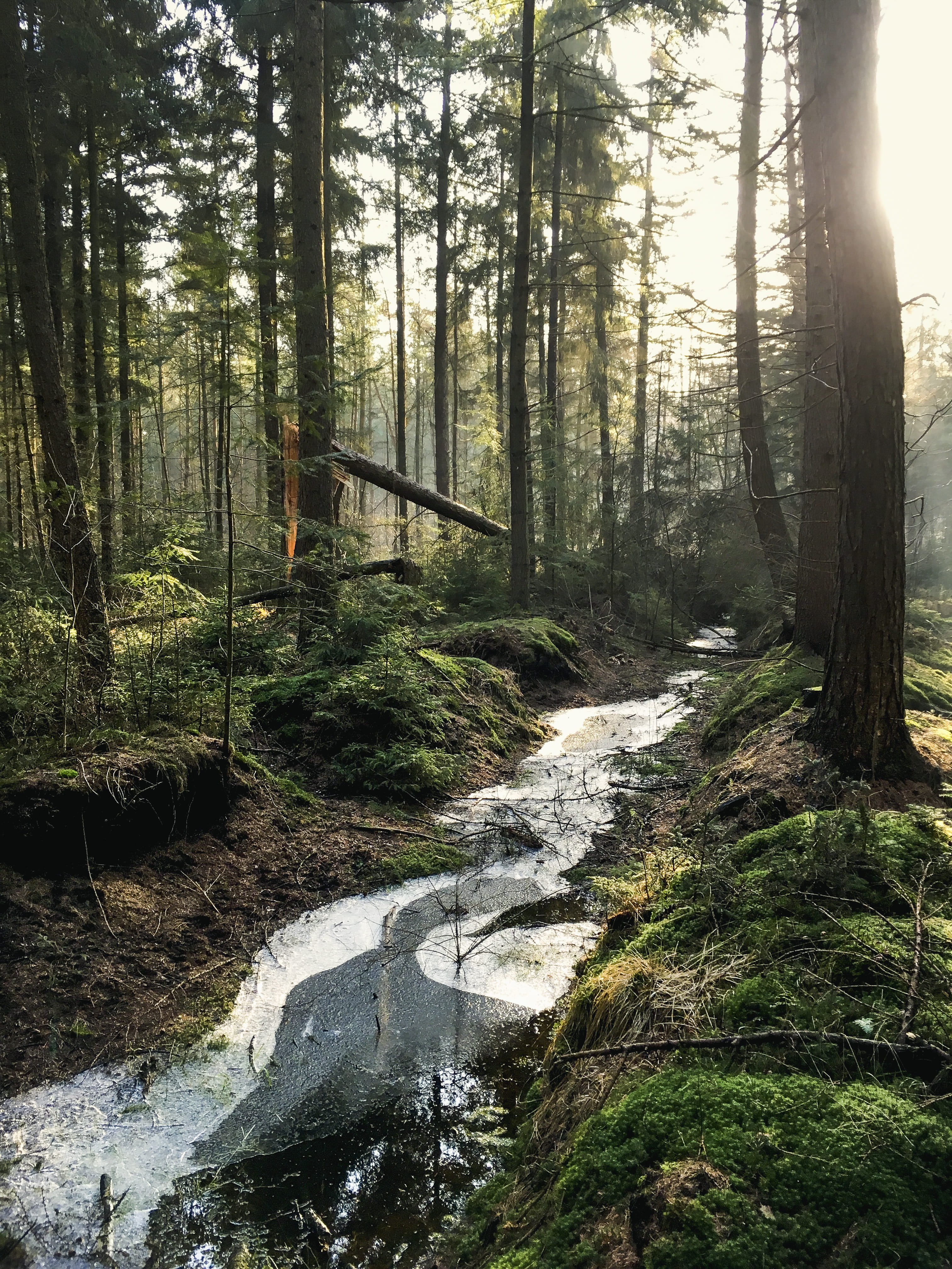 tranquil scene, flowing, tree, daylight, jungle, scenics - nature, flowing water, tree trunk, stream, environment, mobilechallenge, trees, woodland, outdoors, Phone HD Wallpaper