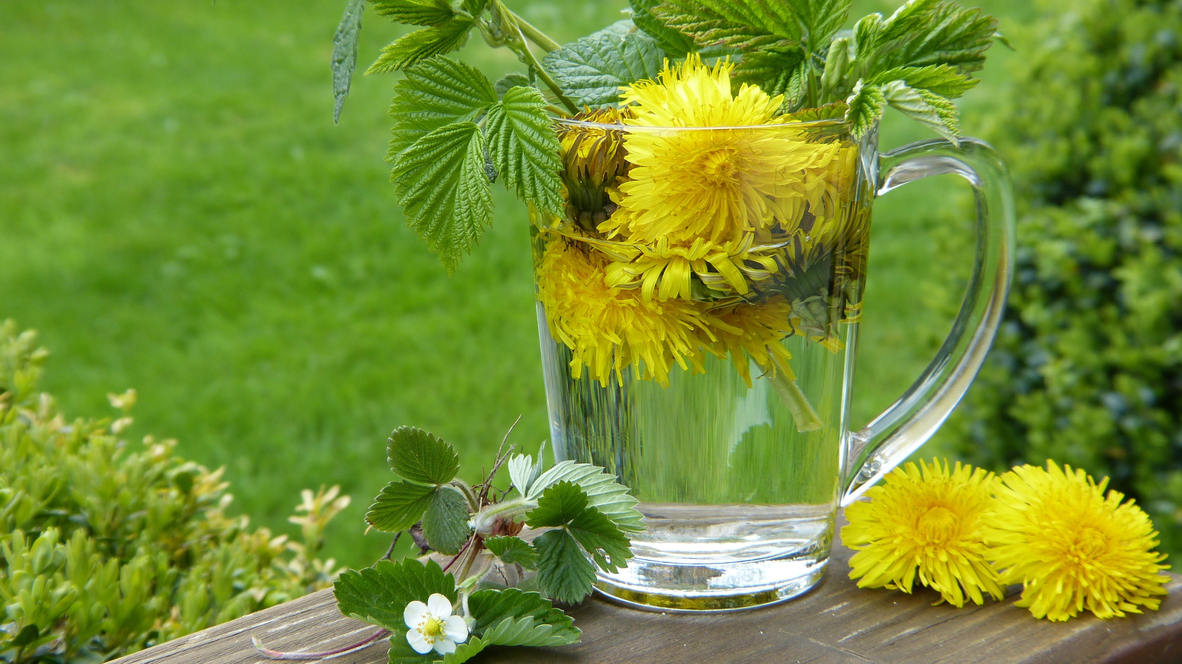 flower, strawberry leaves, prophylaxis, sunflower, cold, bio, clear, outdoors, inulin, no people, plant, yellow flowers, spring, bloom, vase, focus on foreground, HD Wallpaper
