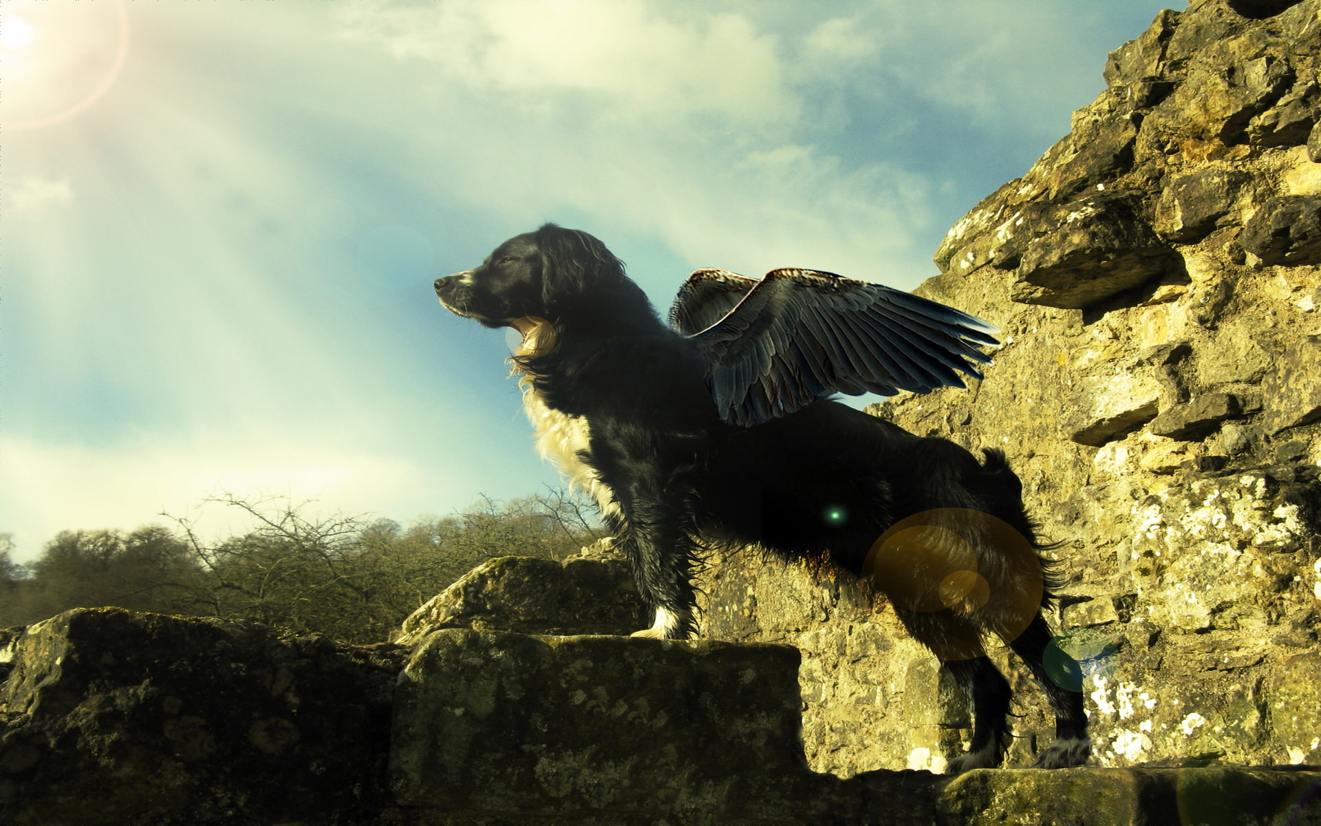 cloud - sky, dogs, sunlight, canine, 1080P, dog, one animal, nature, withus, outdoors, domestic animals, animals, no people, day, animal themes, flying, HD Wallpaper