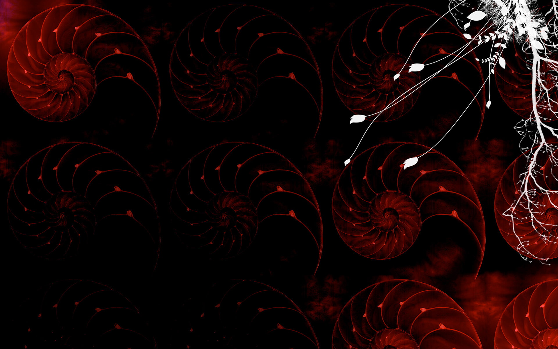 shells, animals, digitalillustration, digitalcomposition, 1080P, sealife, nautilus, black, red, HD Wallpaper