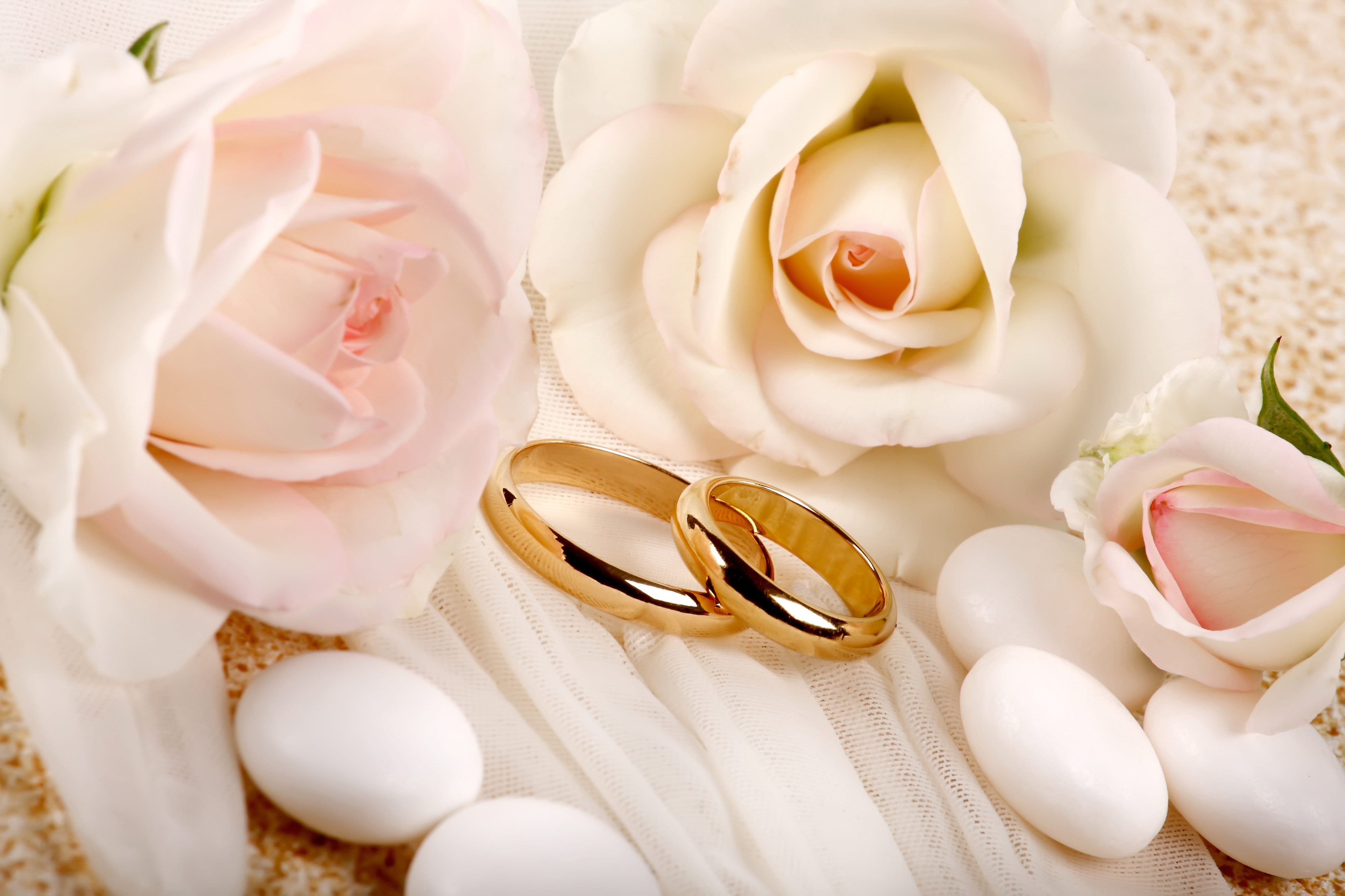 colored, beauty, life events, flower, two, close-up, 4K, romance, gold, beauty in nature, nature, ring, wedding, freshness, pearl Jewelry, pink Color, HD Wallpaper