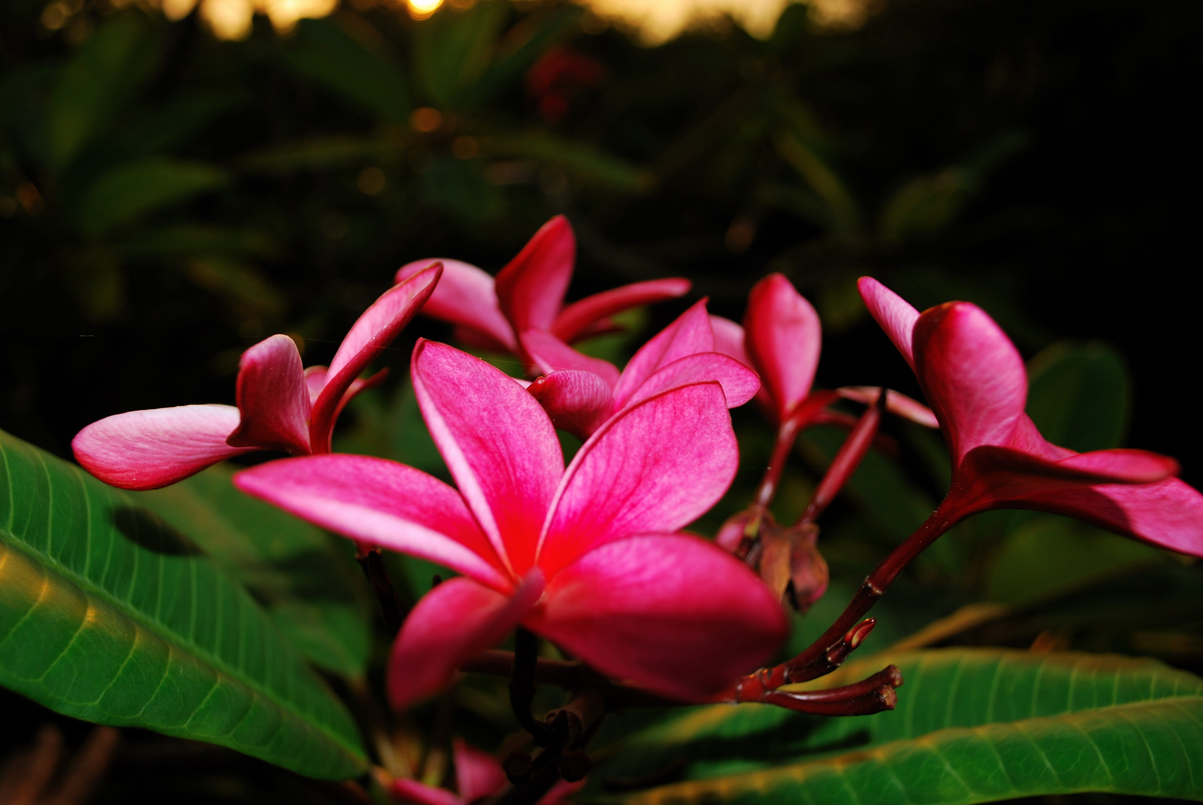 focus on foreground, pink, day, providenciales, leaf, growth, turks and caicos islands, freshness, outdoors, beauty in nature, plant part, pink color, vulnerability, HD Wallpaper