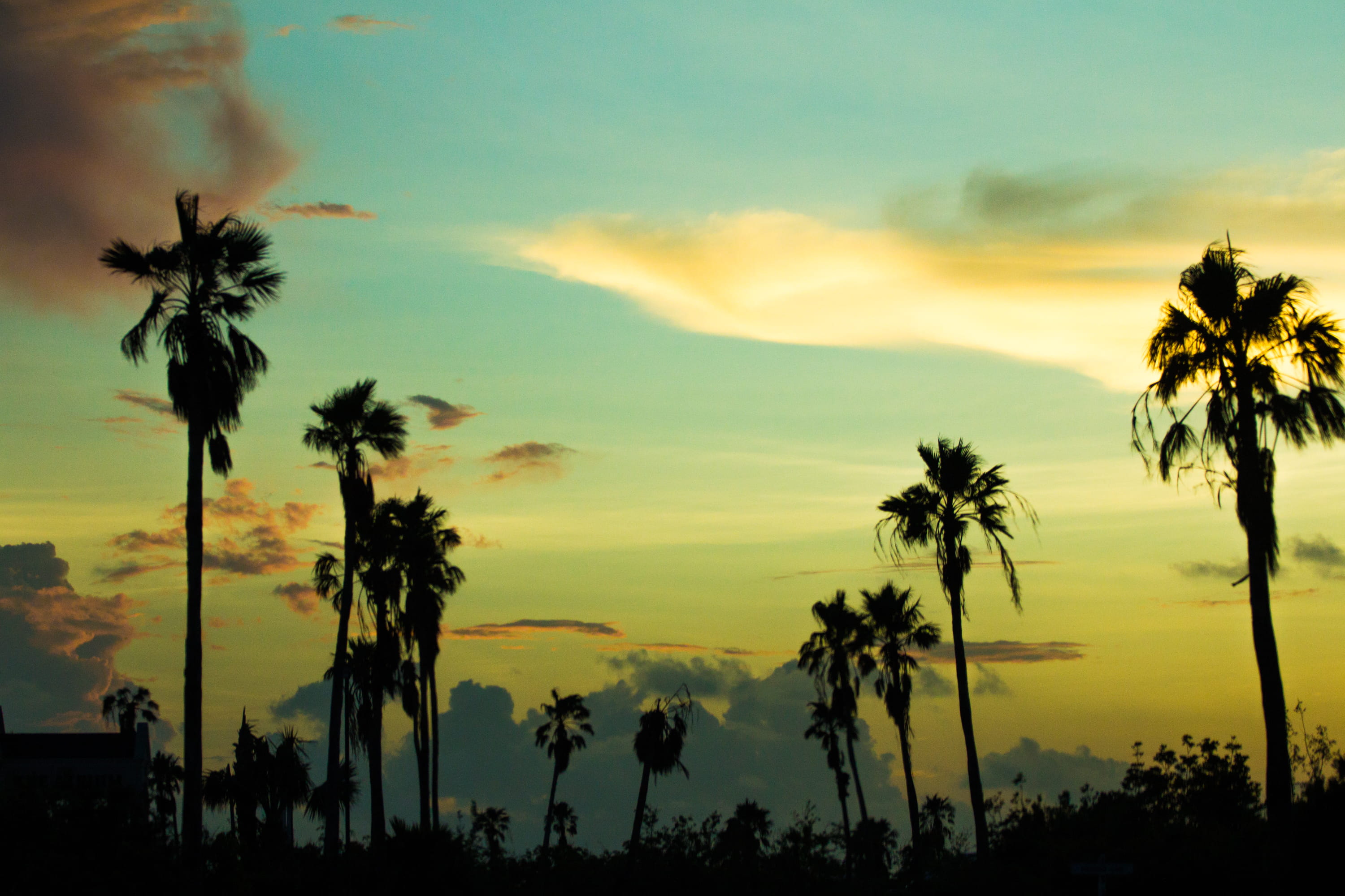 silhouette, scenics - nature, tropical, tranquil scene, sunset, tropical climate, nature, plant, 2K, trees, orange color, tree, idyllic, tranquility, cloud - sky, HD Wallpaper