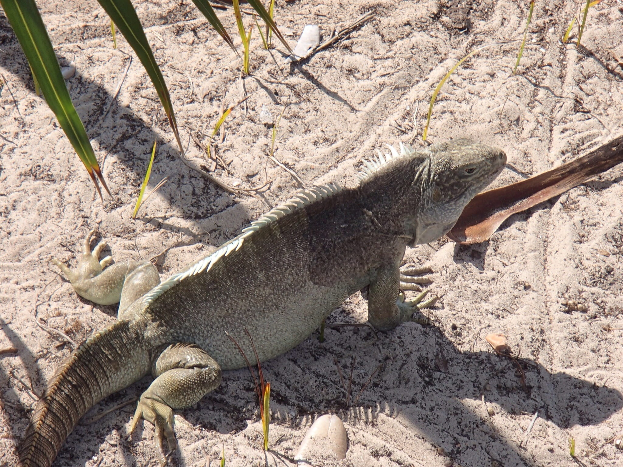 sand, mammal, zoology, nature, gray, land, high angle view, species, shadow, reptile, lizard, animal, wildlife, vertebrate, iguana island, herbivorous, HD Wallpaper