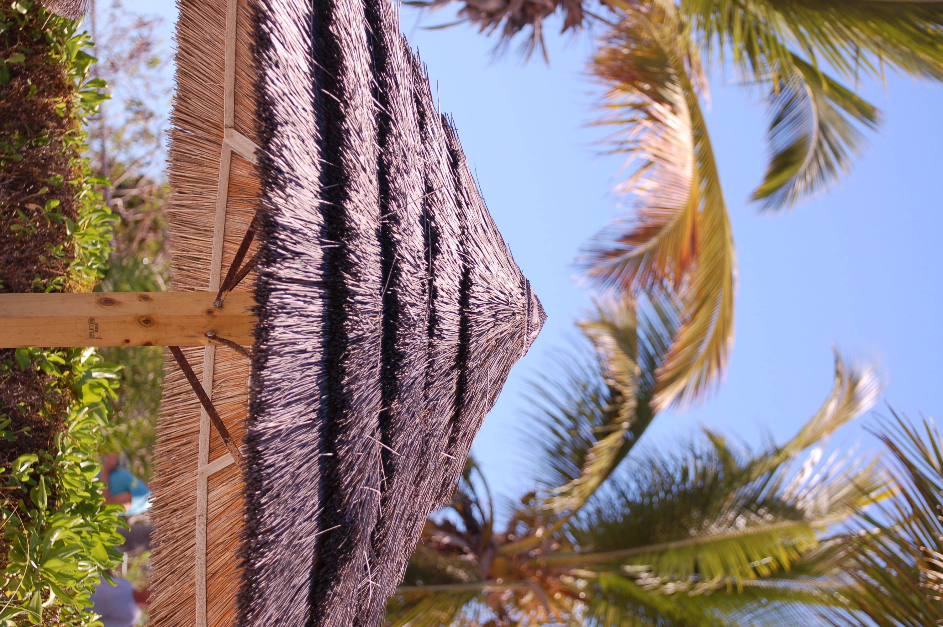 tropical tree, sunlight, provo, cover, 2K, palm, cabana, no people, thatched, outdoors, palm leaf, tree, leaf, turks and caicos, tranquility, low angle view, HD Wallpaper
