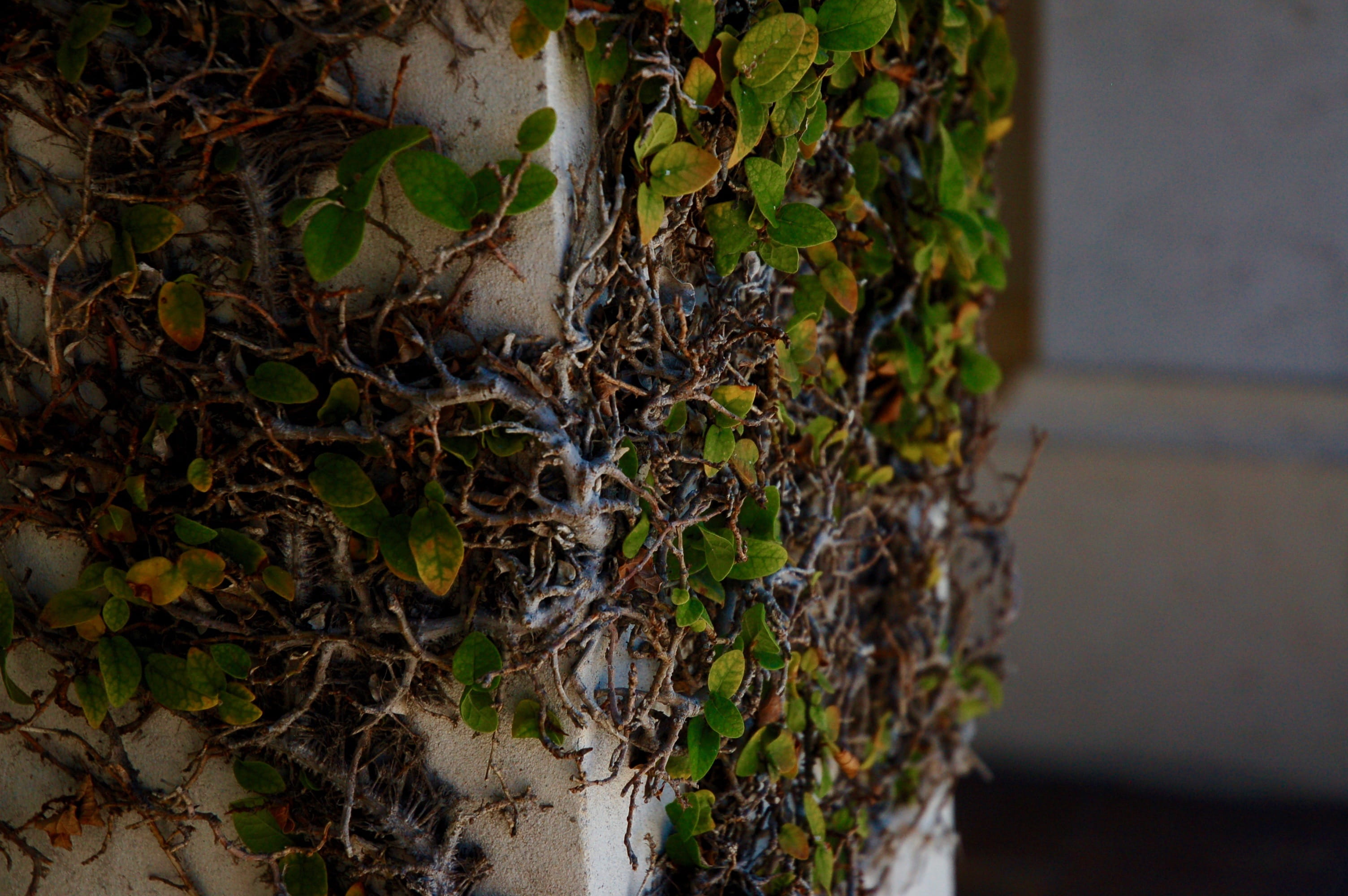2K, no people, creeper plant, day, focus on foreground, pillar, beauty in nature, nature, green, built structure, provo, paradise, selective focus, green color, HD Wallpaper