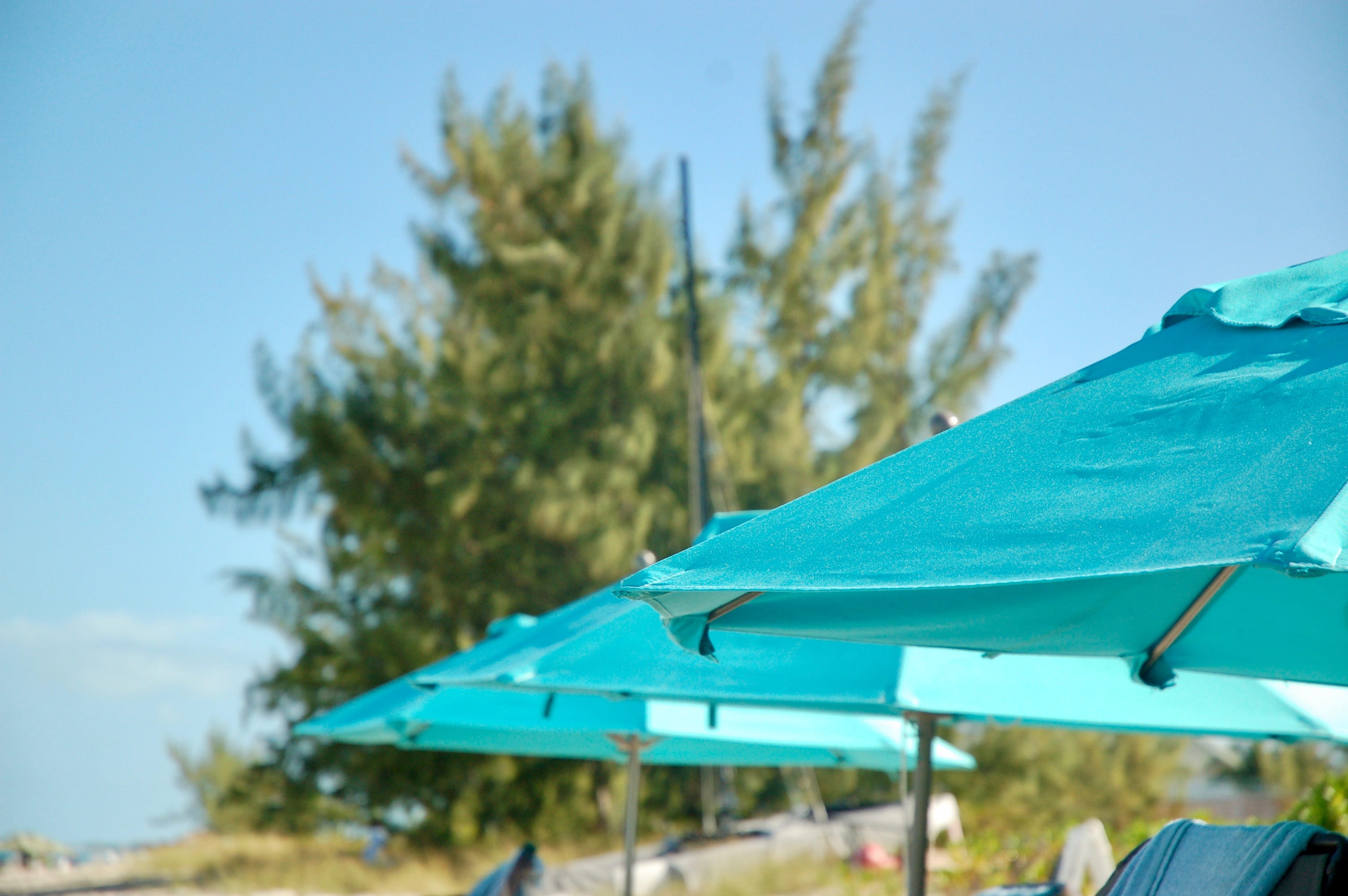 plant, clear sky, sky, tree, focus on foreground, sunlight, day, sibonne beach hotel, outdoors, beach umbrella, parasol, security, green color, blue, beach, HD Wallpaper