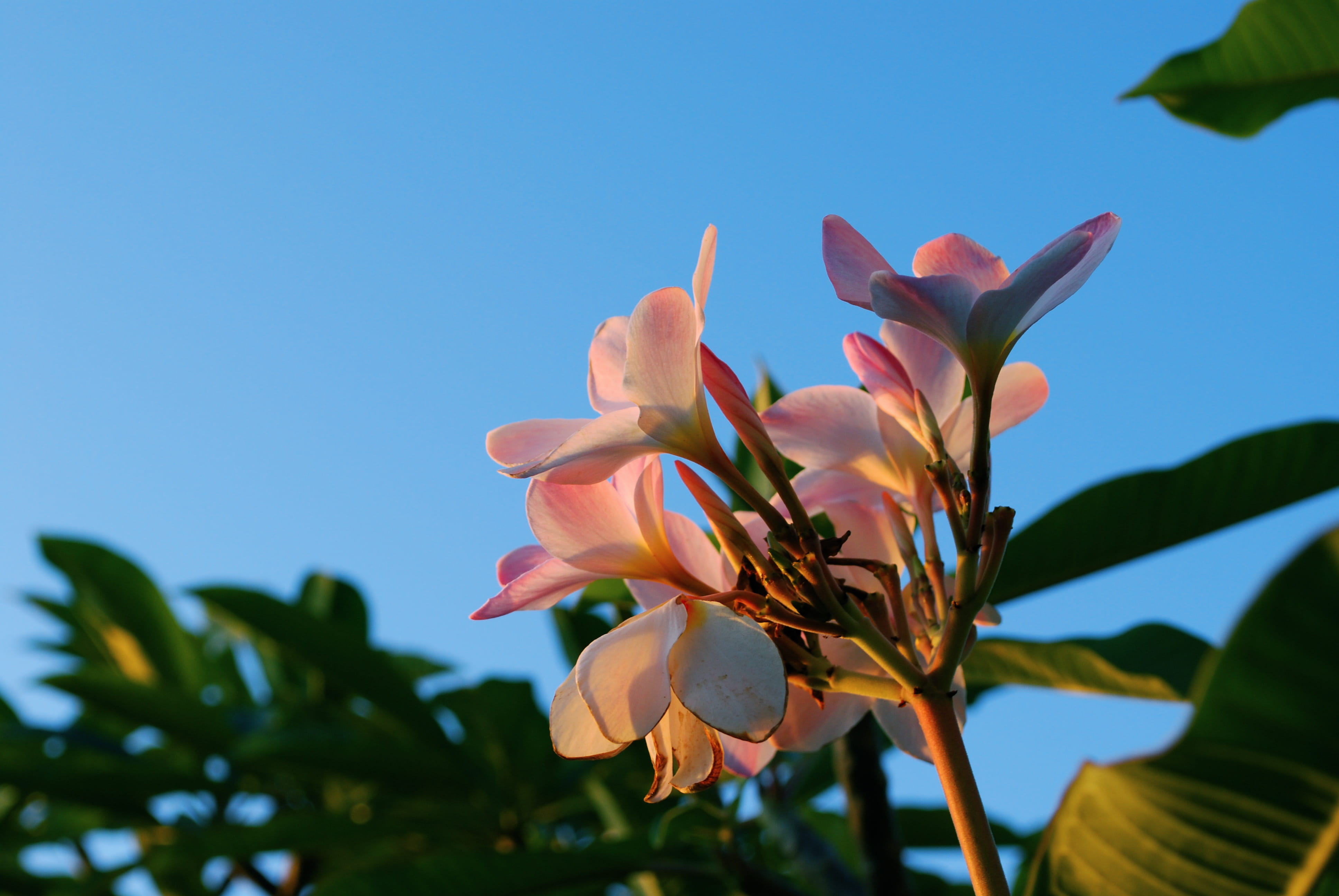 blue, close-up, beauty in nature, pink color, springtime, inflorescence, flower, freshness, sky, turks and caicos islands, vulnerability, outdoors, plant, HD Wallpaper