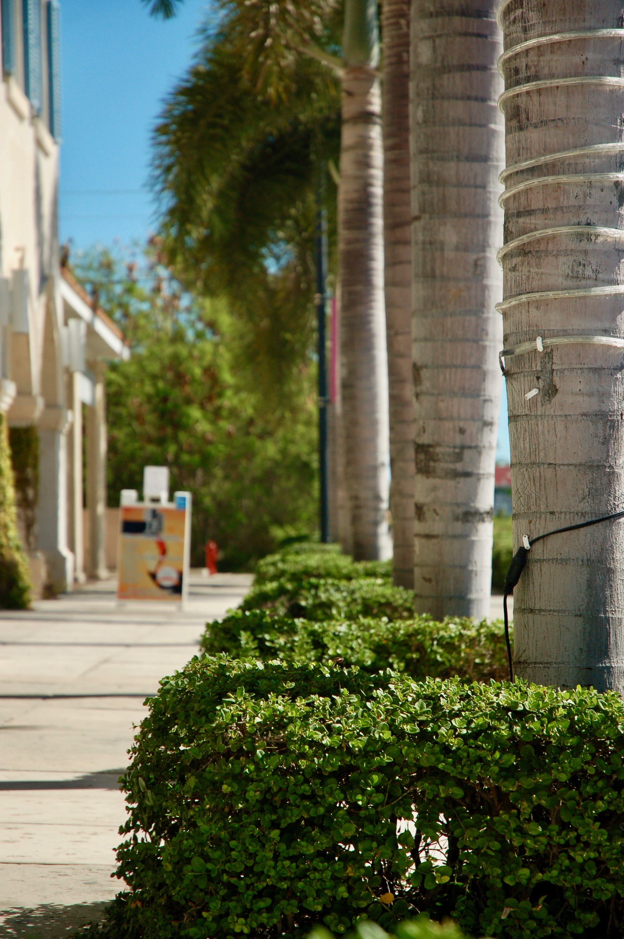 bush, grace bay, sunlight, growth, paradise, selective focus, architecture, built structure, turks and caicos islands, palm, turks and caicos, outdoors, Phone HD Wallpaper