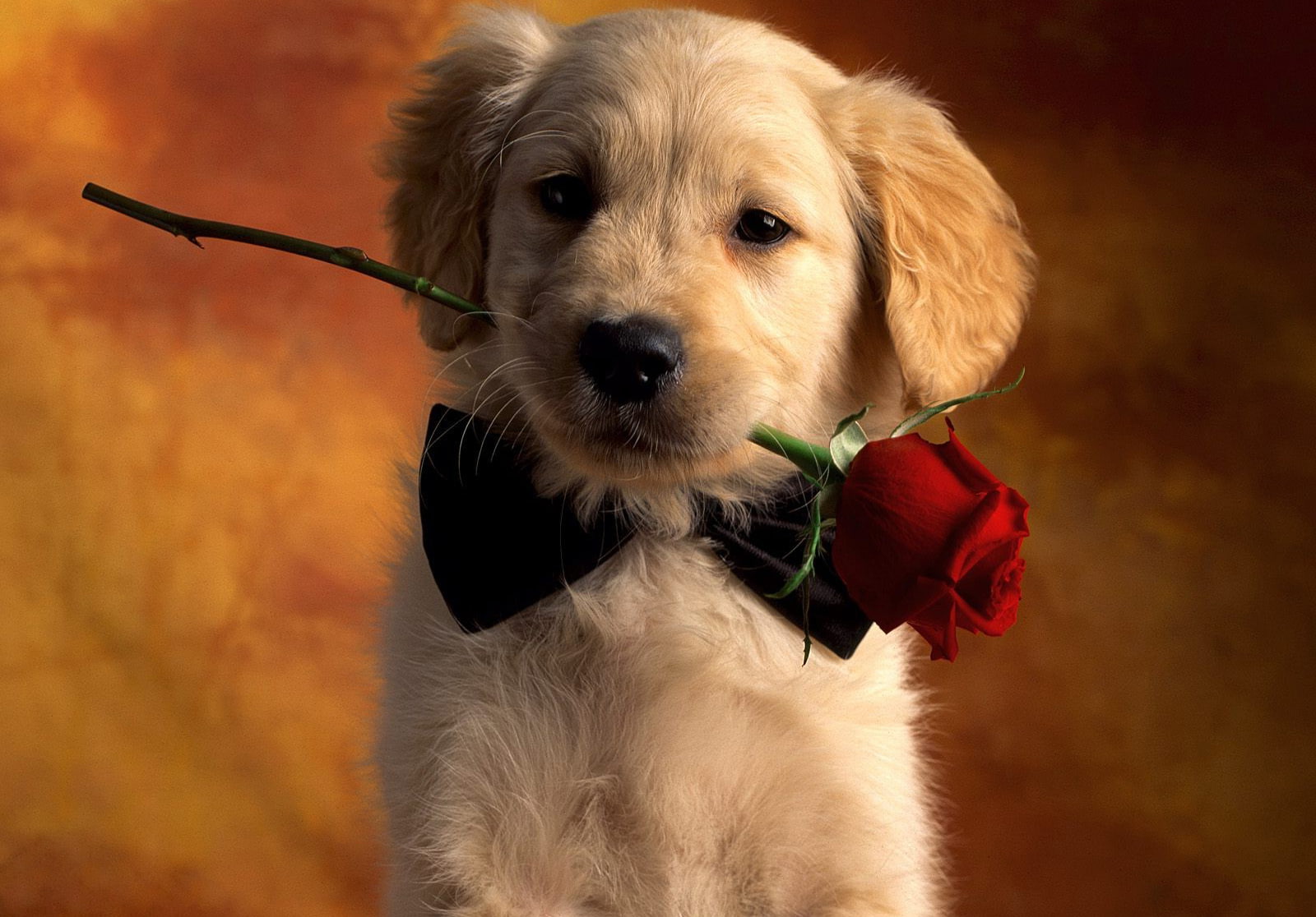 domestic, animal themes, one animal, domestic animals, cute, golden retriever photos, dog images, plant, pooch pictures, cute dog photos, dog, portrait, HD Wallpaper