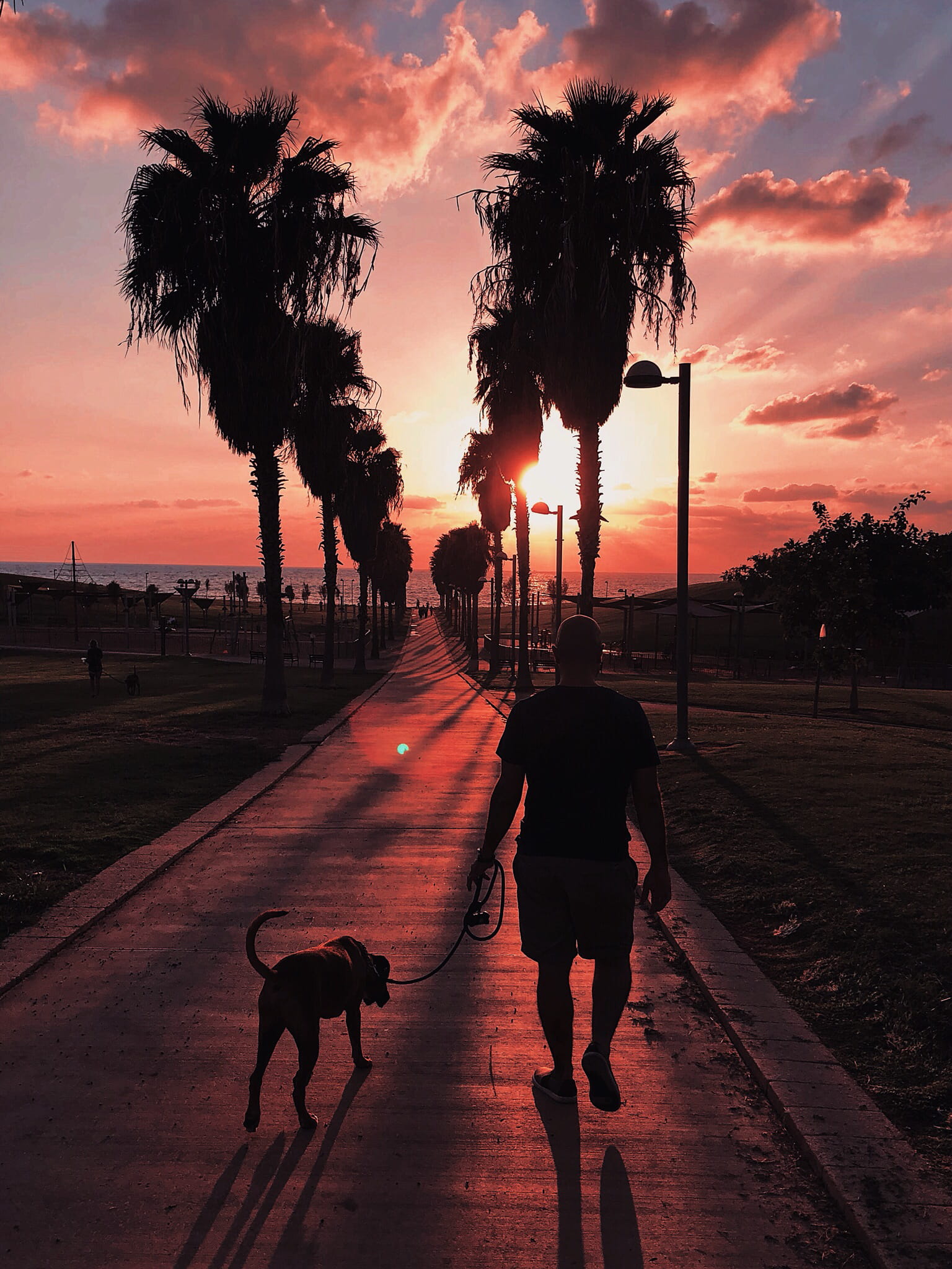 mammal, nature, sunset, clouds, animal themes, domestic, beach, orange color, 1080P, sky, footpath, walk, human, one animal, friends, man, plant, pets, Phone HD Wallpaper