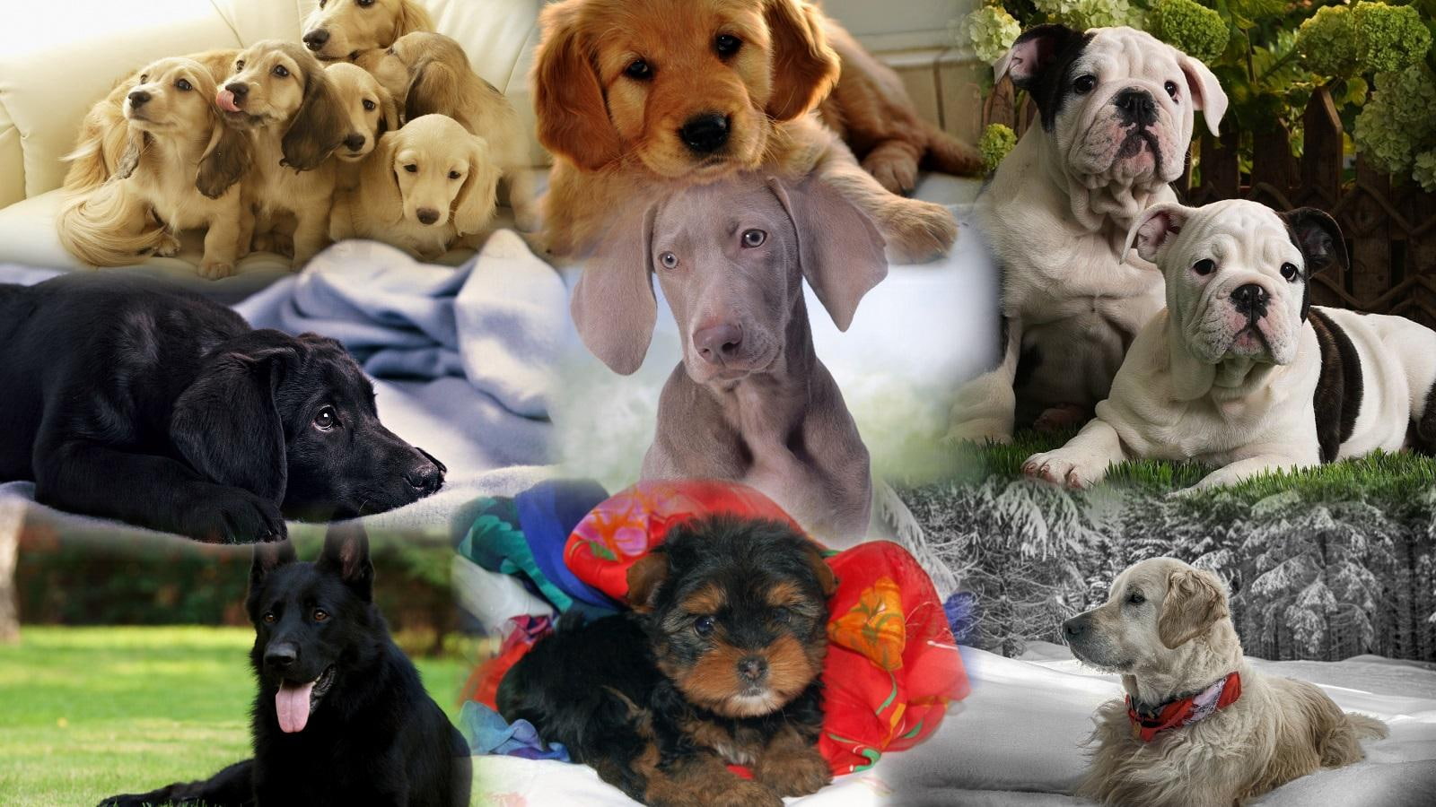 puppy, best, dogs, 720P, collage, breeds, friends, litter, animals, HD Wallpaper