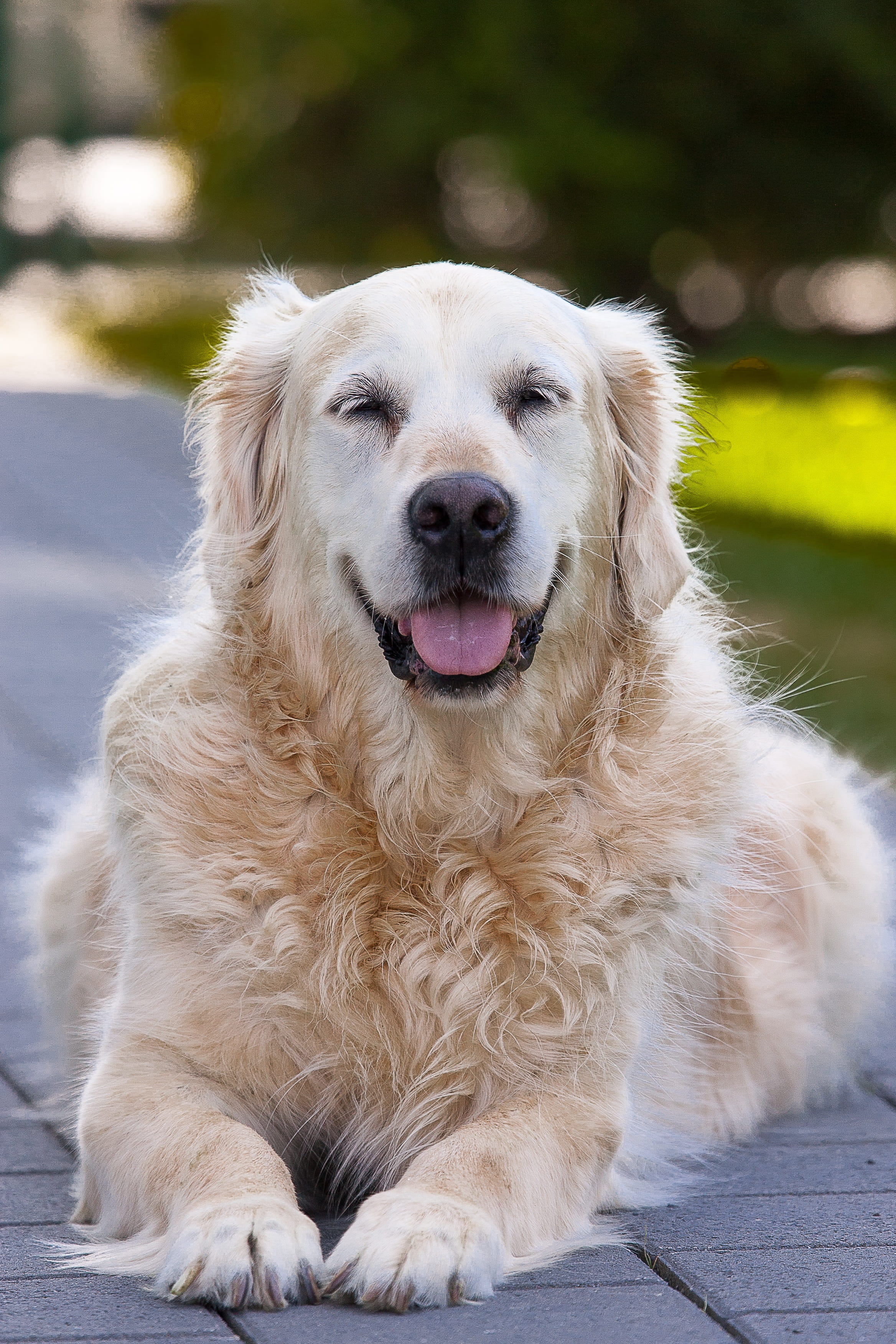 dog, canine, one animal, sitting, best friend, portrait, domestic, senior, looking, purebred dog, retriever, pets, domestic animals, golden retriever, funny, Phone HD Wallpaper