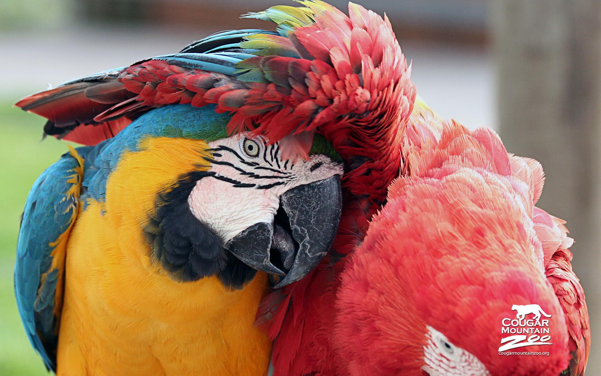 best, blue, parrot, macaw, 1080P, scarlet, friends, macaws, yellow, animals and birds, HD Wallpaper