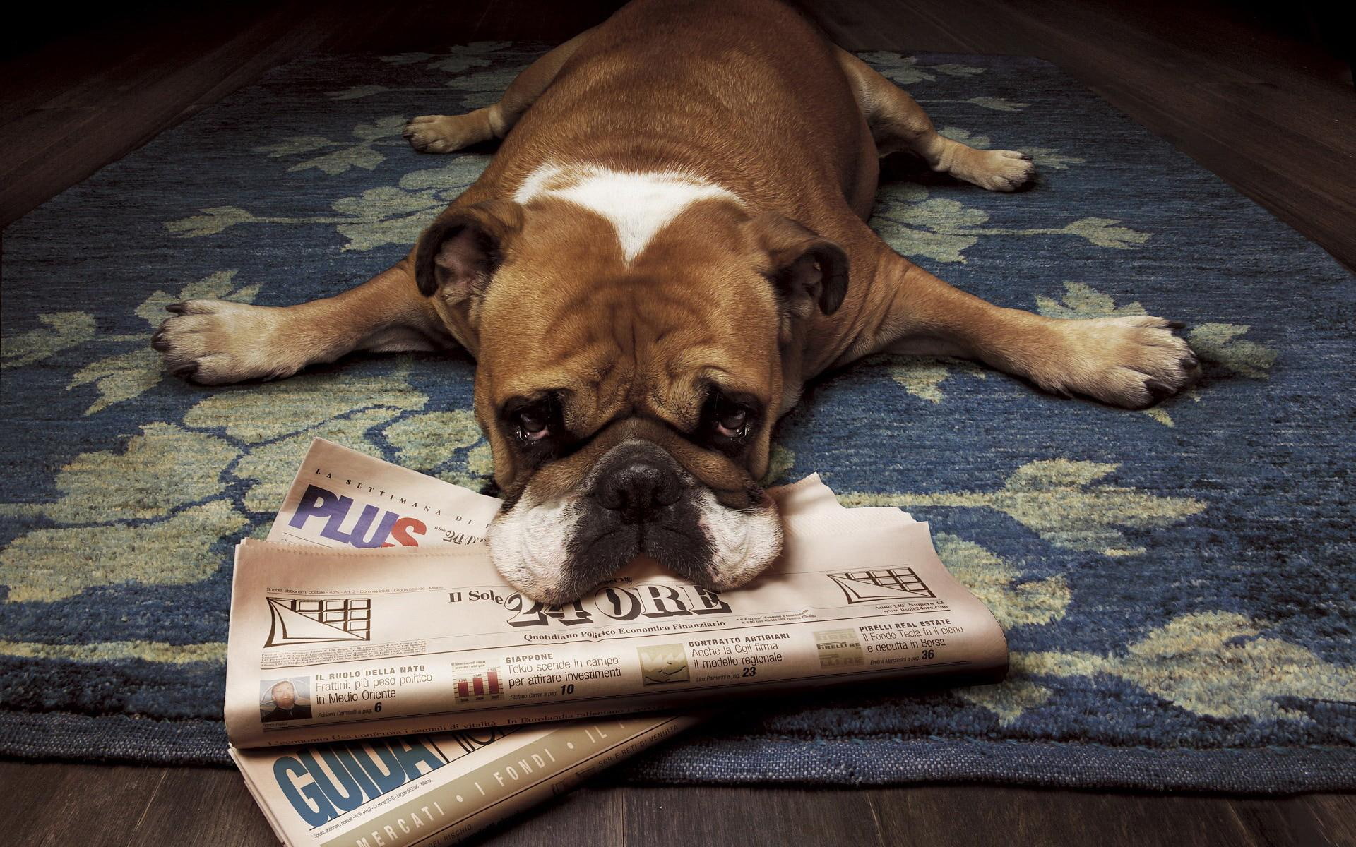sir, newspaper, 1080P, press, best, friend, animals, HD Wallpaper