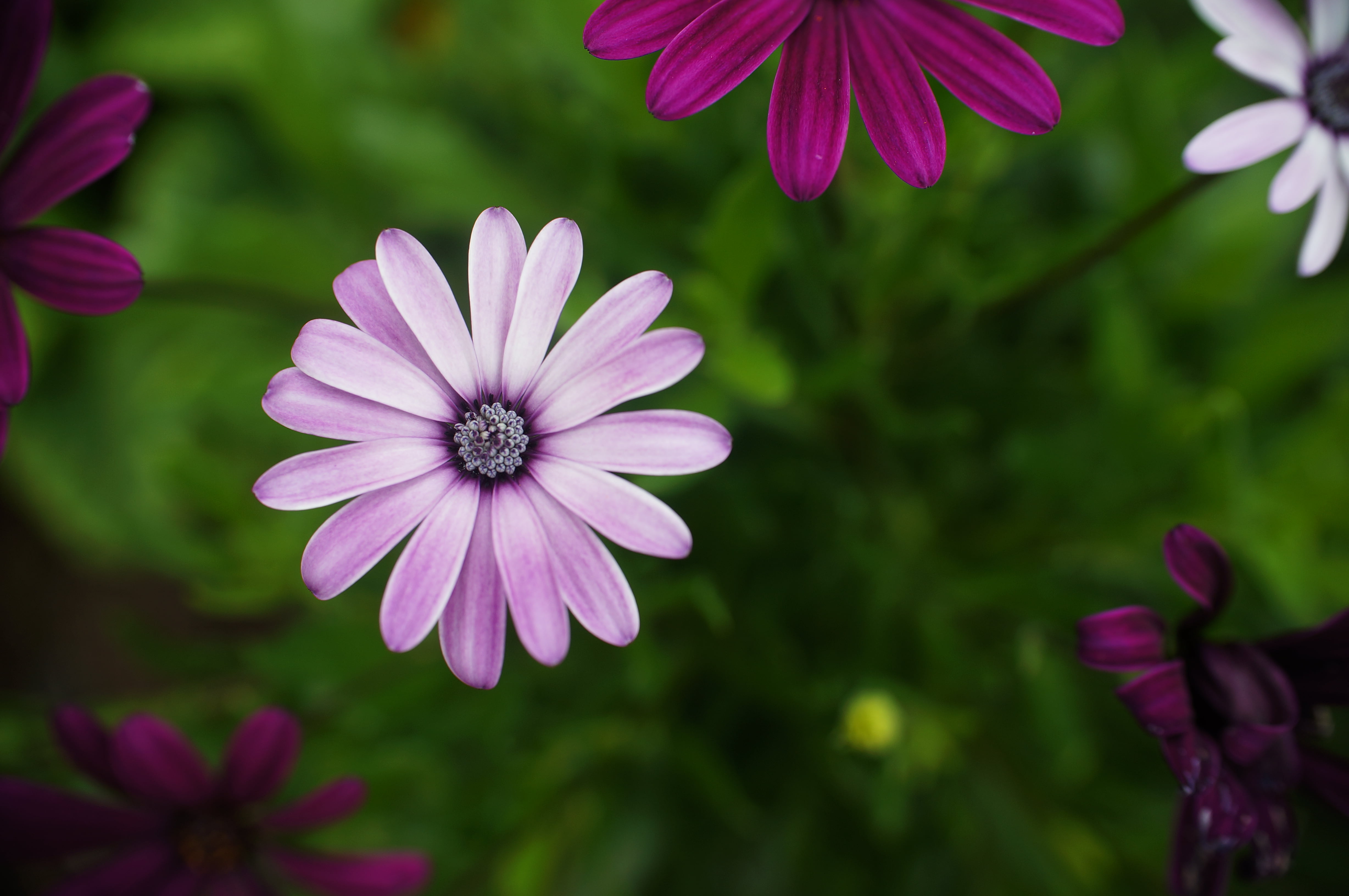 Bloom, OOC, Friends, petal, photoshop, Nex  5N, Popular, 35mm, plant, prime  lens, focus, Licht, SpeedBooster, Canon  FD, Freunde, shallow focus, summer, HD Wallpaper