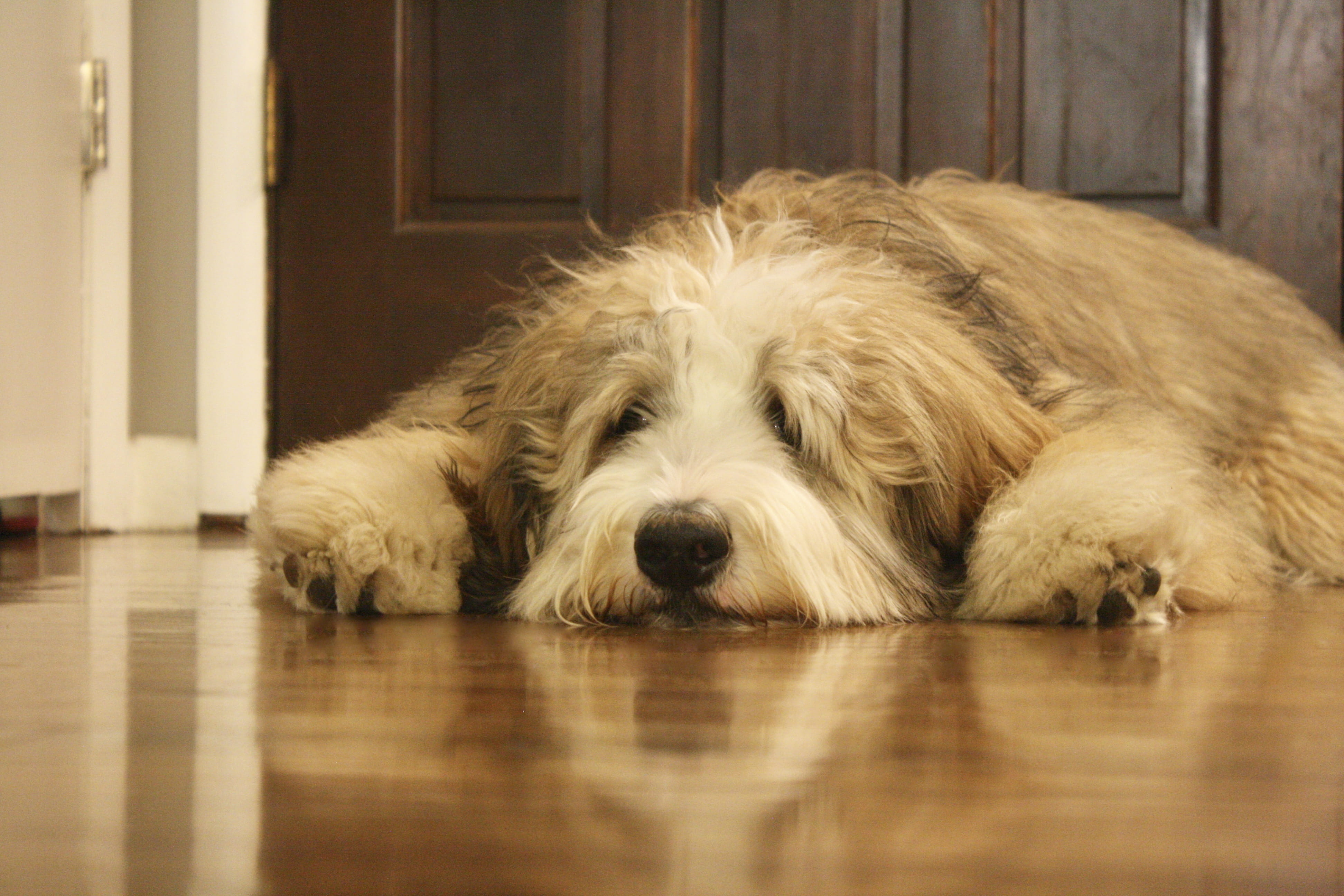 serenity, animal themes, one animal, bernedoodle, inside, rest, home, surface level, sepia, bernese, lying down, mammal, mans best friend, indoors, hardwood floor, HD Wallpaper