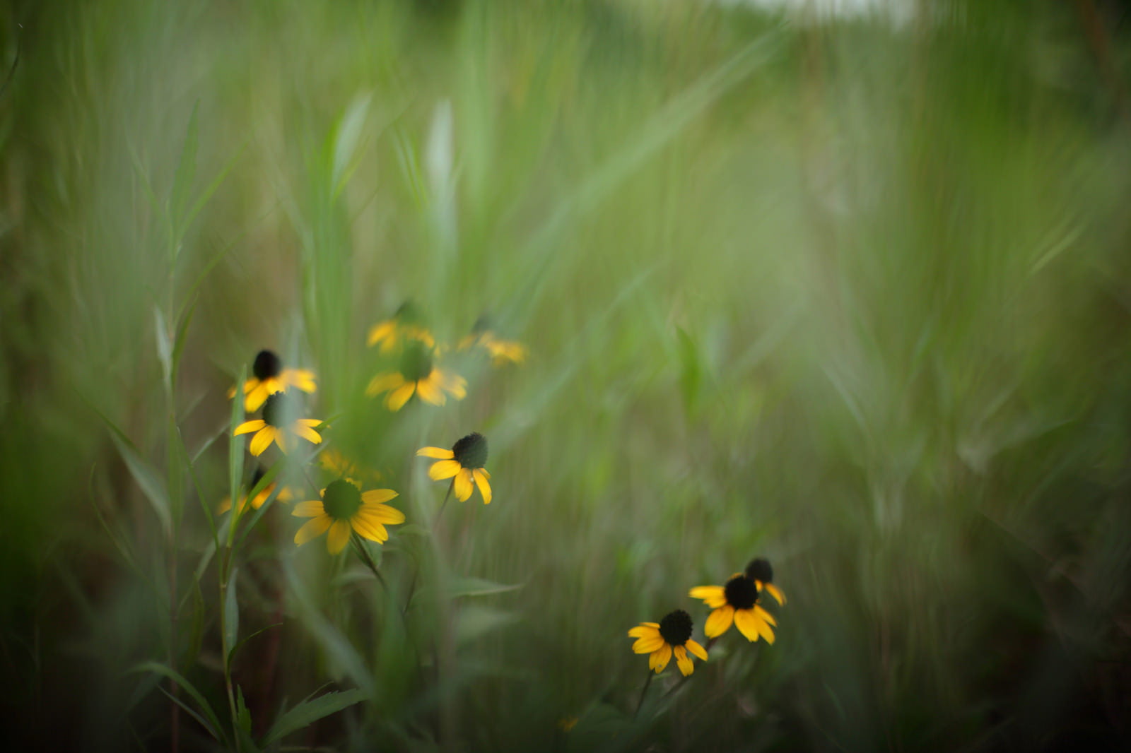field, green, yellow  grass, plant, grass, flower, green Color, near, yellow, rudbeckia, petaled, Untitled, 720P, summer, meadow, bokeh, flowers, nature, HD Wallpaper
