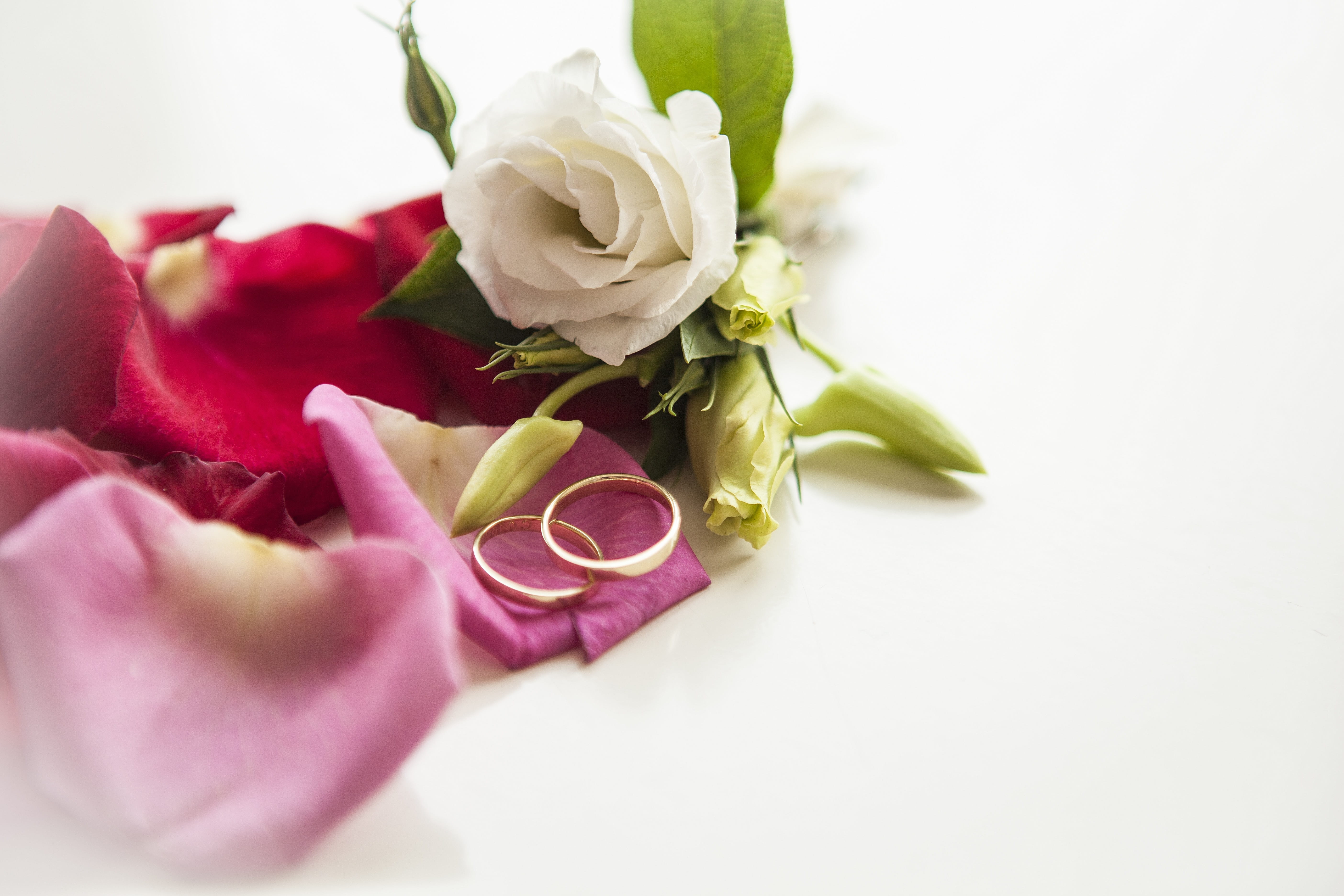happiness, petals, no people, wedding, beautiful, studio shot, plant, hearts, love, close-up, inflorescence, white color, 5K, vulnerability, air, petal, HD Wallpaper