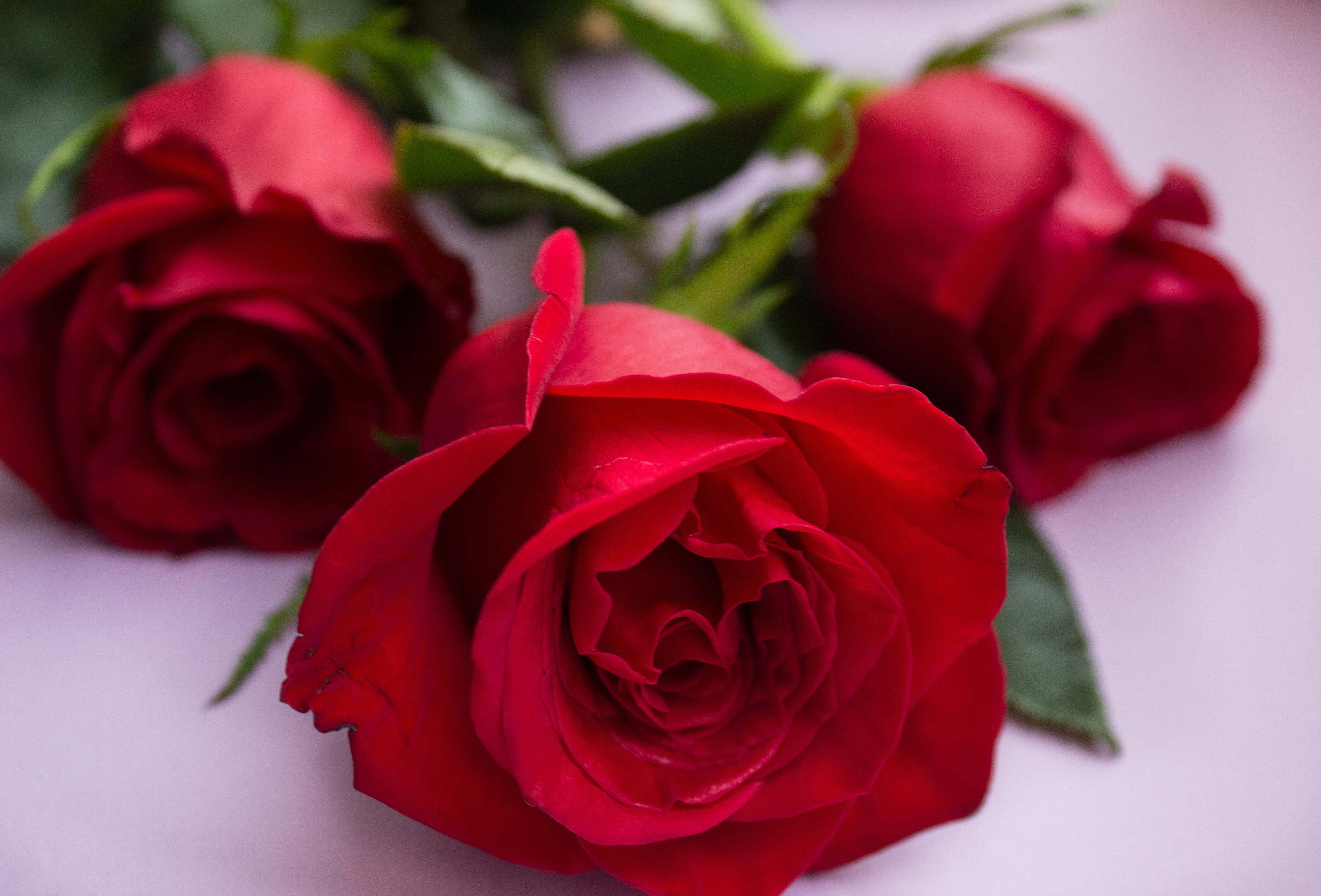 inflorescence, petal, celebration, holiday, heart, studio shot, gift, nature, symbol, 4K, novel, flower head, march 8, no people, flowering plant, love, HD Wallpaper