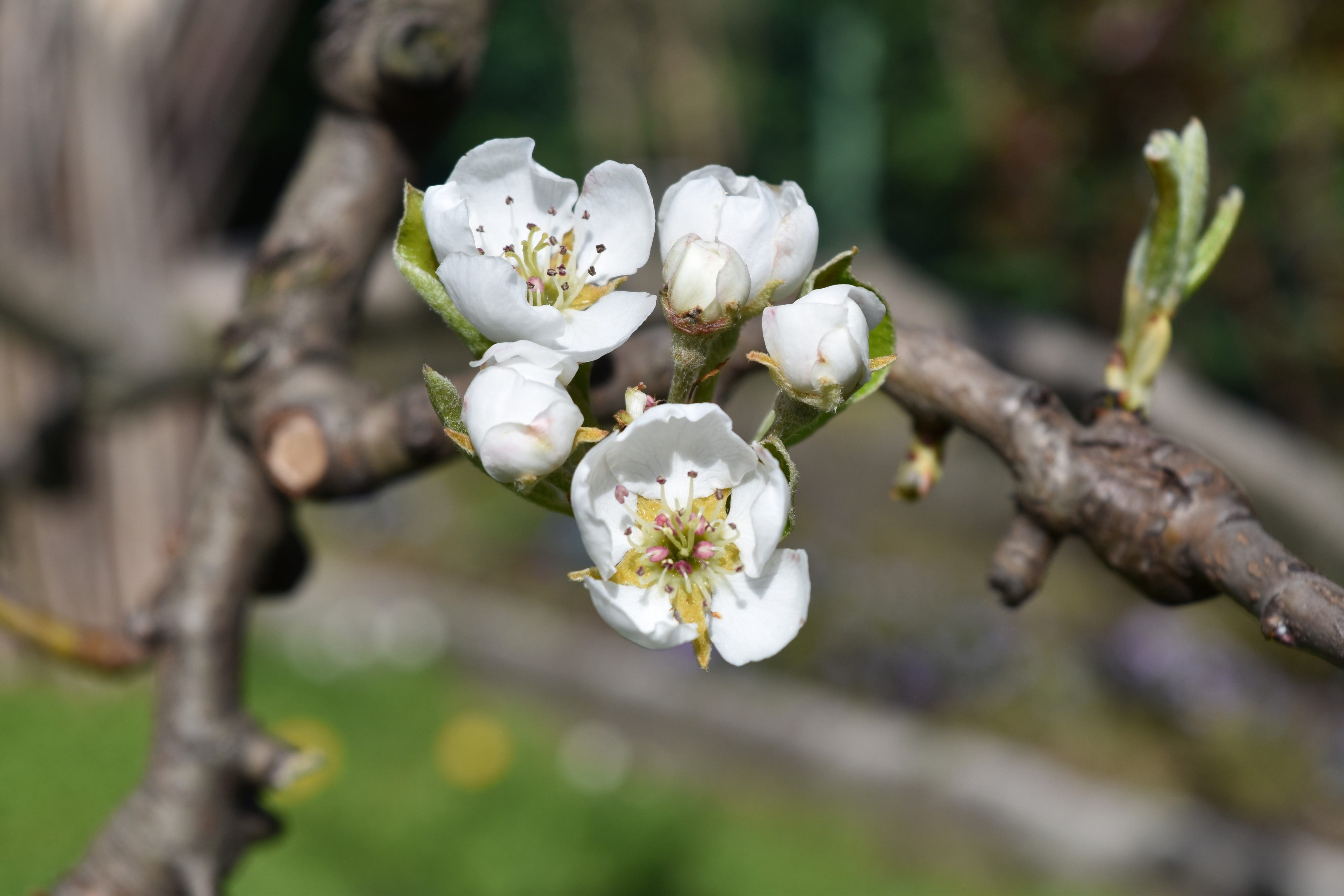 pera, fiorita, flowering plant, branch, white color, 4K, pollen, cherry blossom, blossom, close-up, nature, inflorescence, flower, tree, growth, beauty in nature, HD Wallpaper