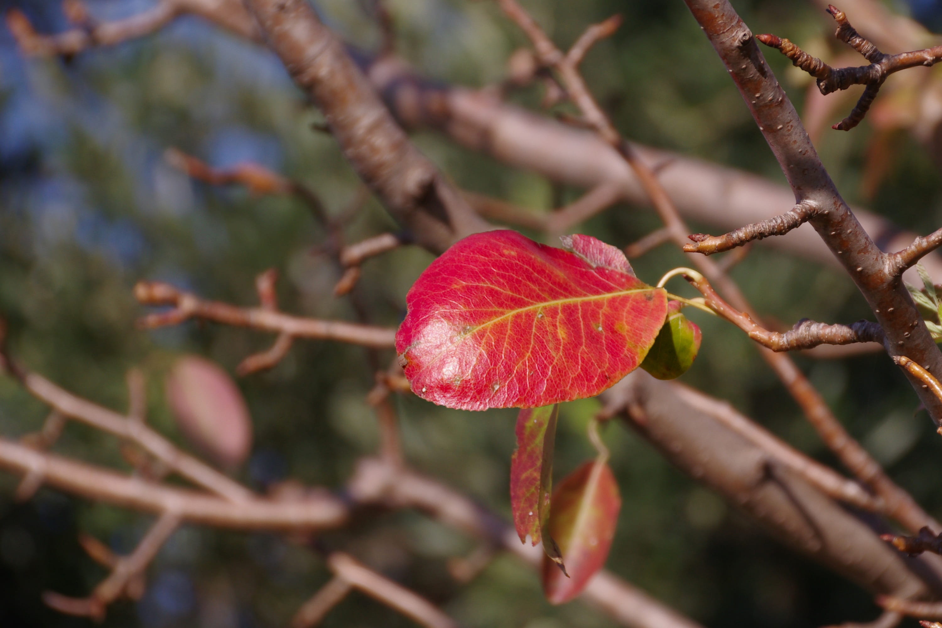 tree, red leaf, red, vulnerability, autumn, 2K, beauty in nature, fragility, leaf, selective focus, however, change, food, focus on foreground, natural condition, HD Wallpaper