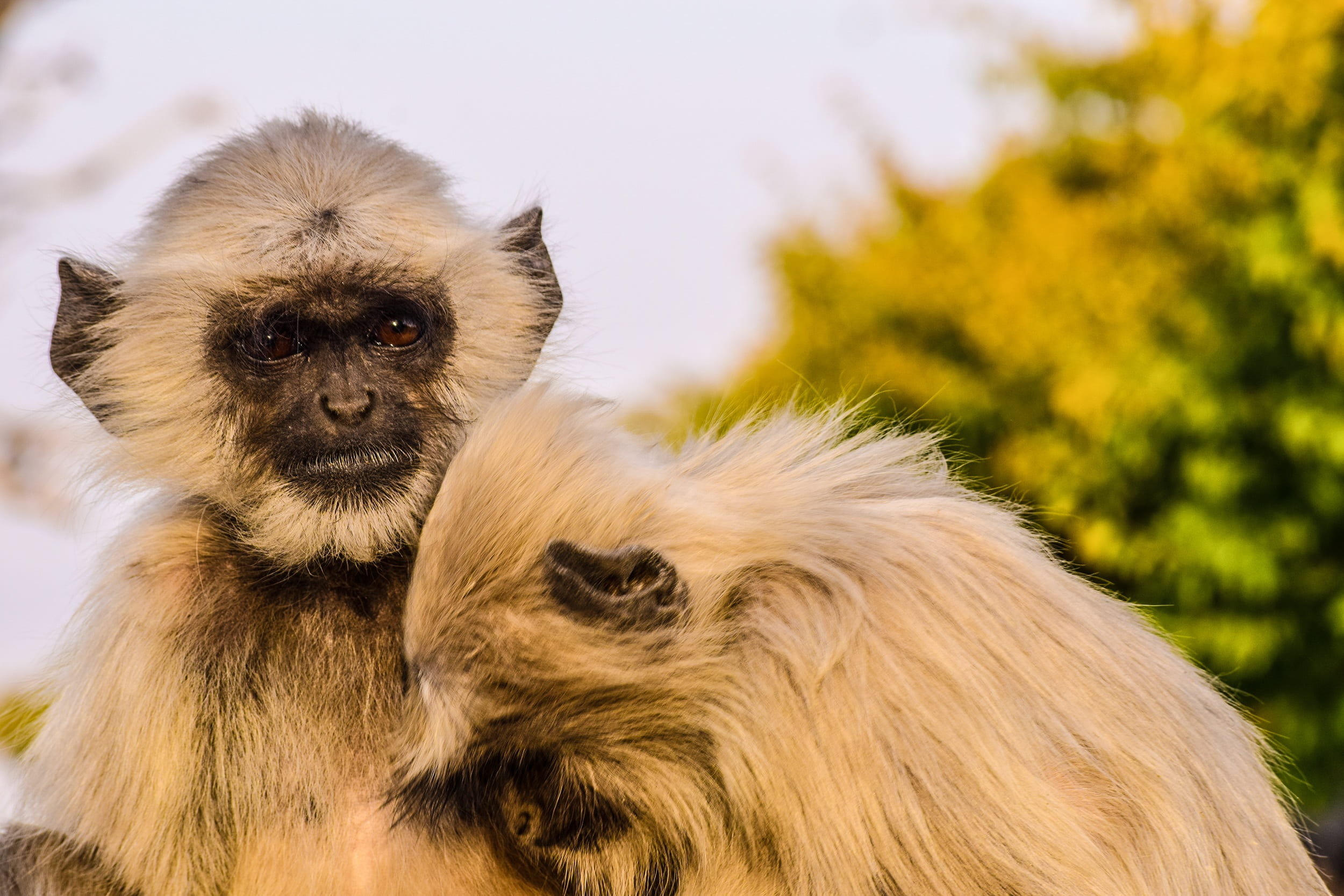 outdoors, animal hair, looking, animal body part, family, small, people, close-up, sun, care, monkeys, 1080P, udaipur, natural, one animal, wild, looking at camera, HD Wallpaper
