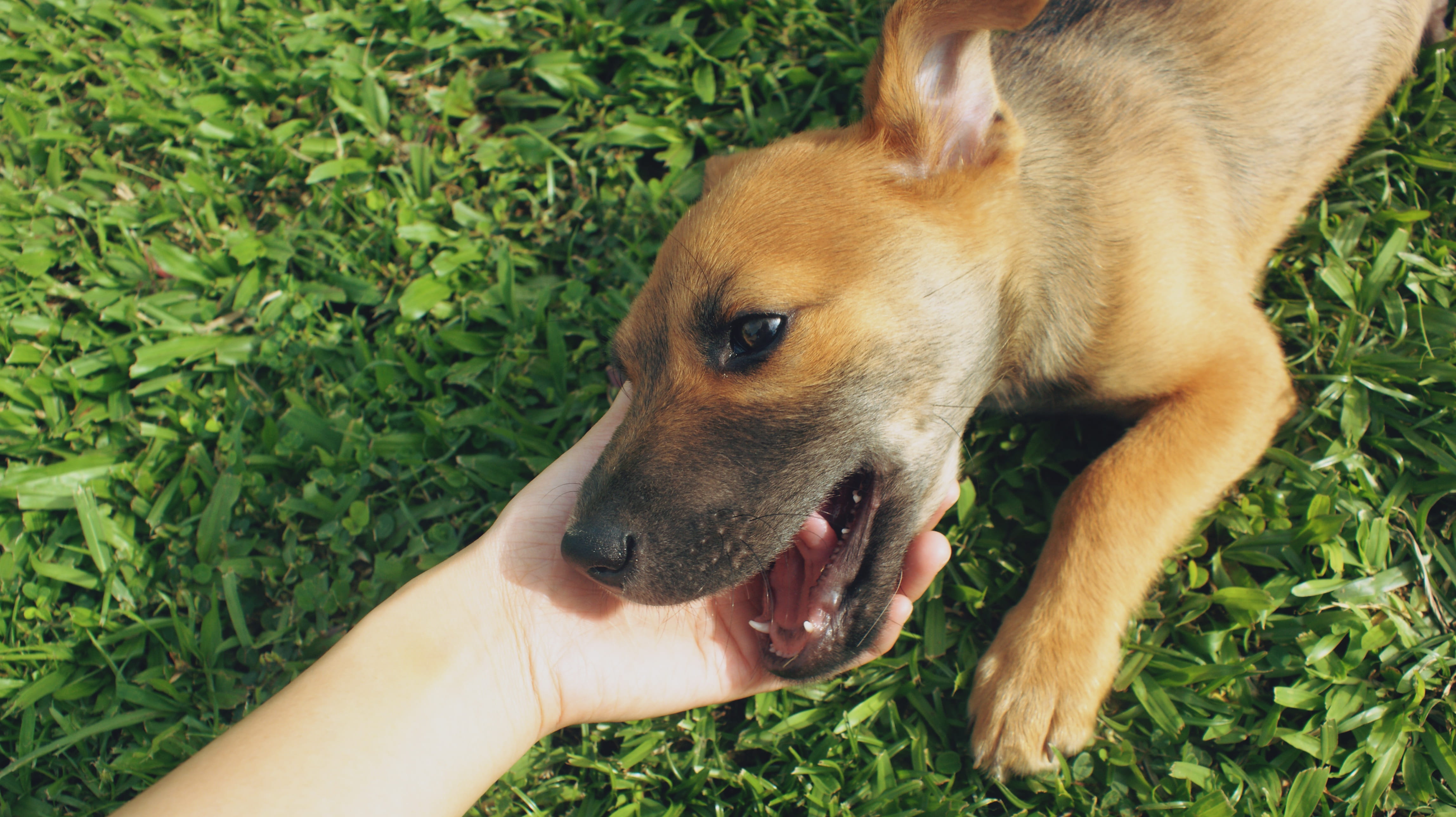 Puppy, smile, adorable, sitting, black, happiness, domestic animals, smiling, pedigree, healthy, happy, hand, grass, human body part, mutt, canine, pets, HD Wallpaper