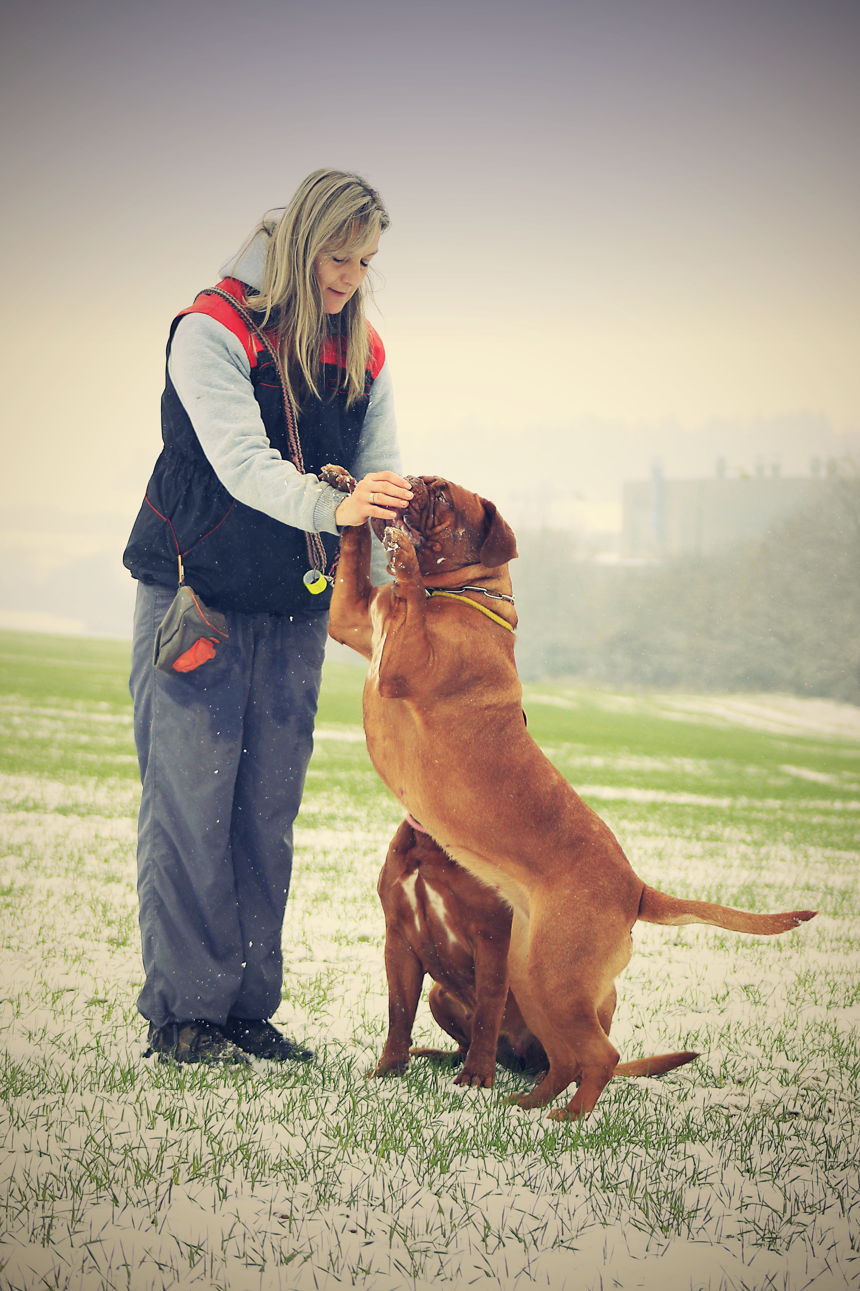 real people, pet, grass, friendly, animal, animals, mastiffs, cheerful, funny, two, pet owner, friendship, full length, people, french, standing, mammal, Phone HD Wallpaper