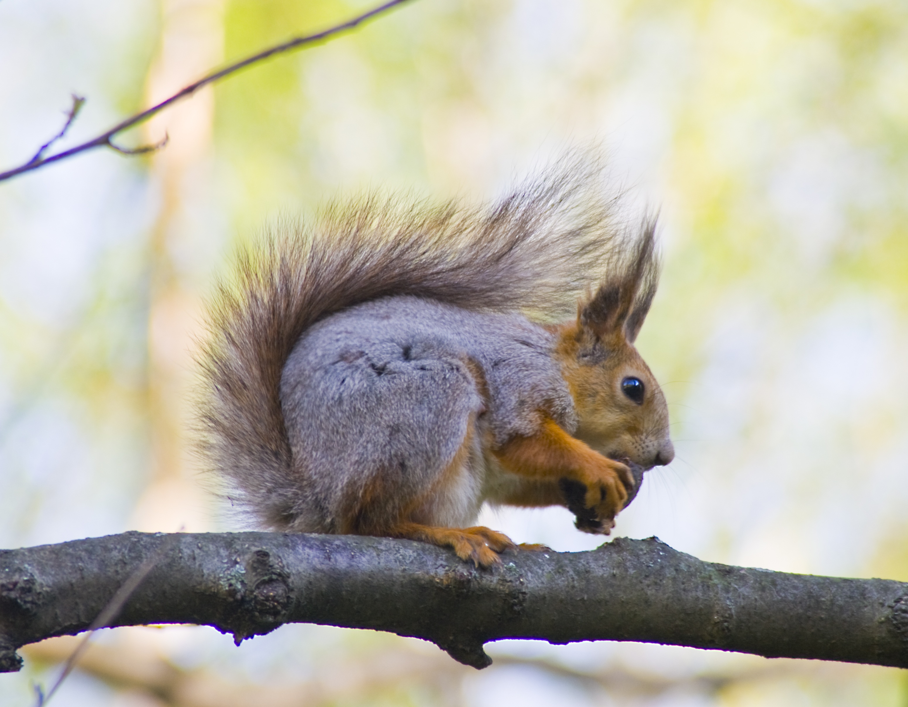 vacation, fur, eating, animal wildlife, animals in the wild, animal, the joy of fellowship, animal themes, animals in nature, animals, tail, nature, nibbles, HD Wallpaper