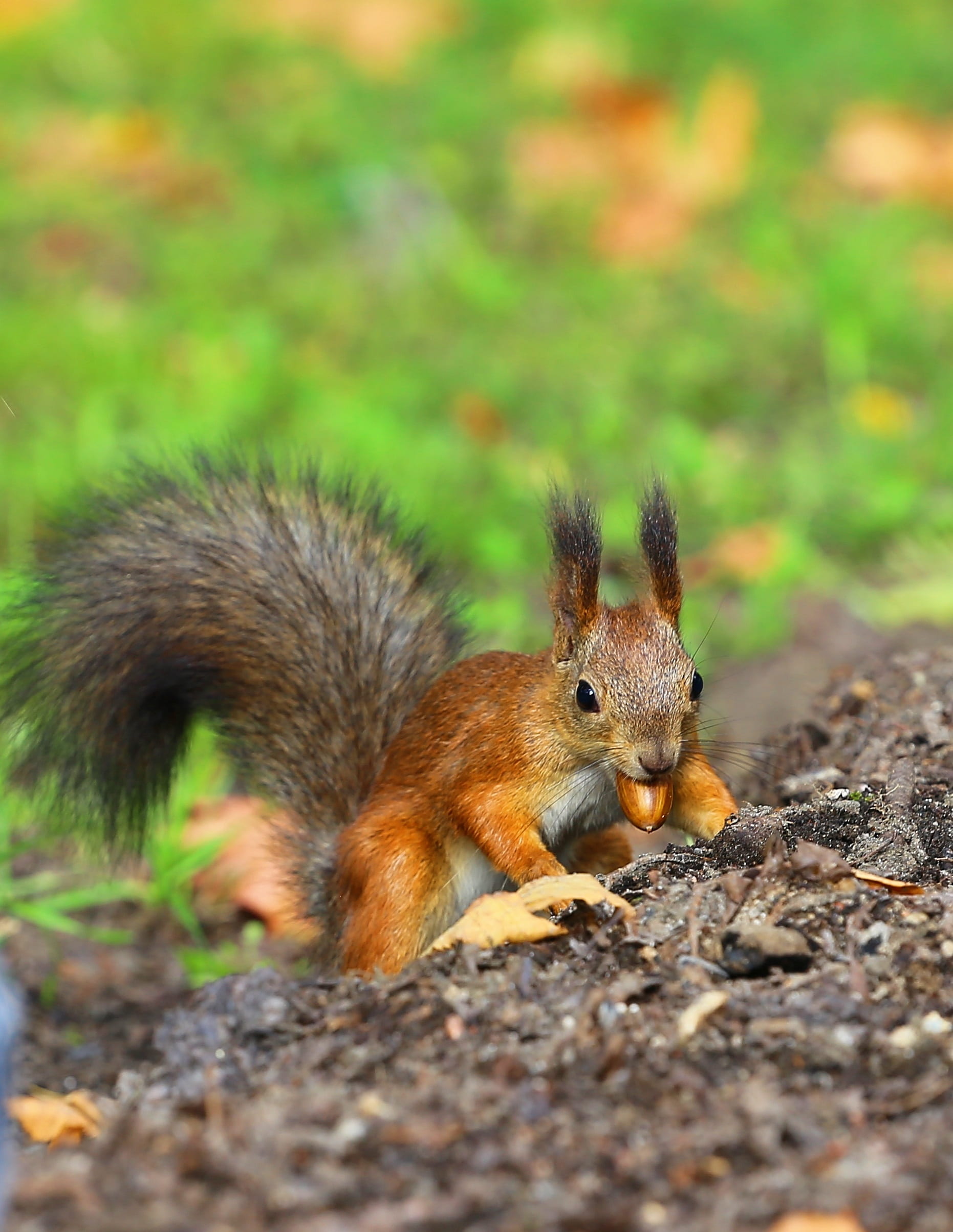 field, autumn, tree, animal wildlife, animal world, red, squirrel, no people, one animal, acorn, selective focus, mood, nut, park, food, the unusually, Phone HD Wallpaper