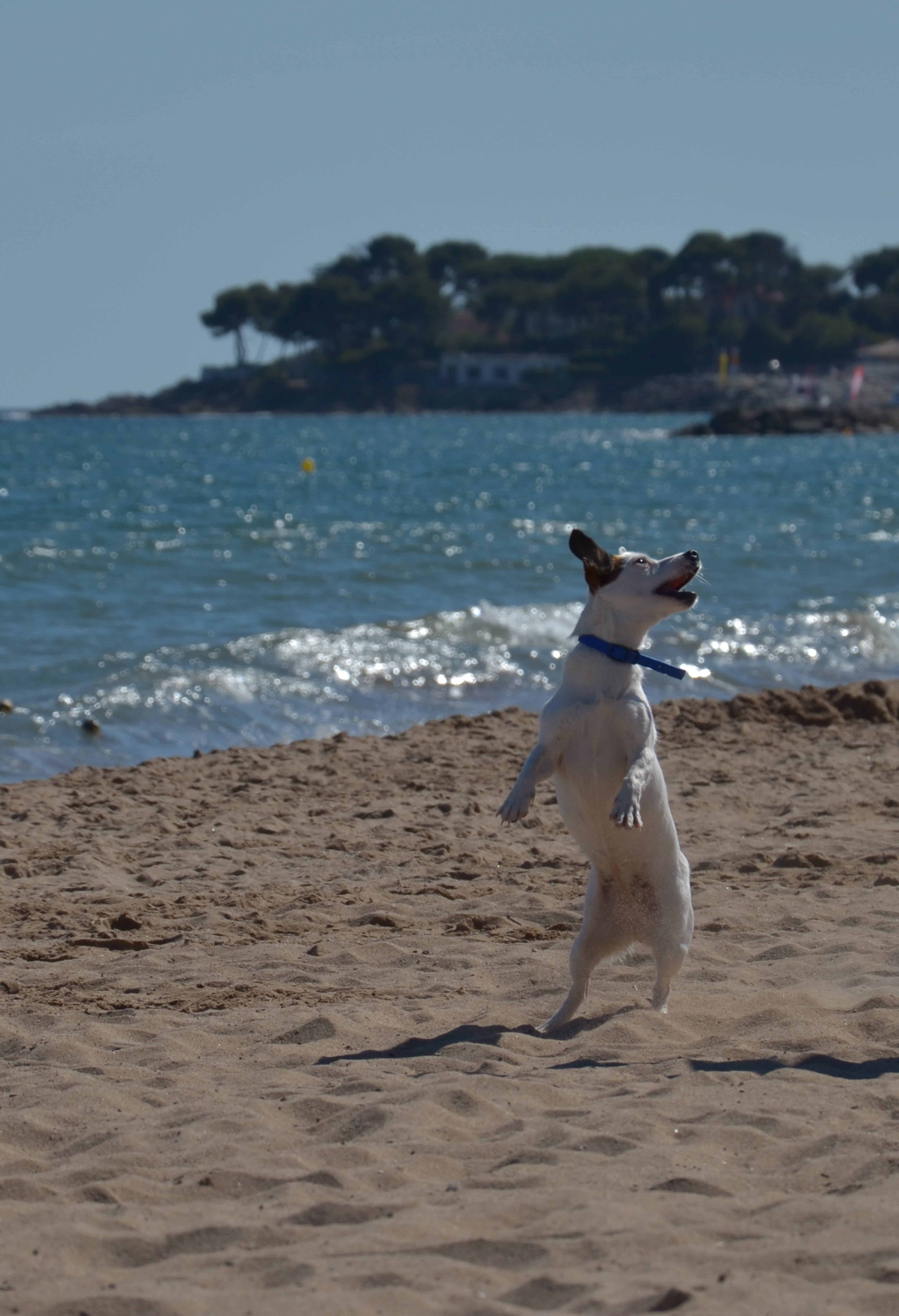 5K, outdoors, animal themes, one animal, play, young, friend, fun, water, sand, vacations, pets, pet, canine, sea, sky, landscape, joy, friends, beach, Phone HD Wallpaper