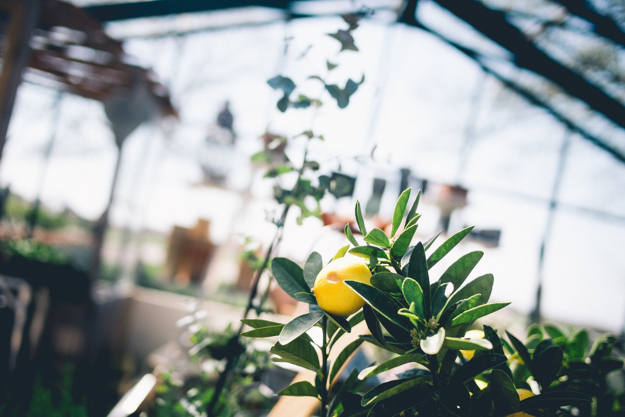 fruit, plant part, growth, flower, fragility, no people, depth of field, 1080P, nature, plant nursery, flower head, botany, flowering plant, flower arrangement, HD Wallpaper