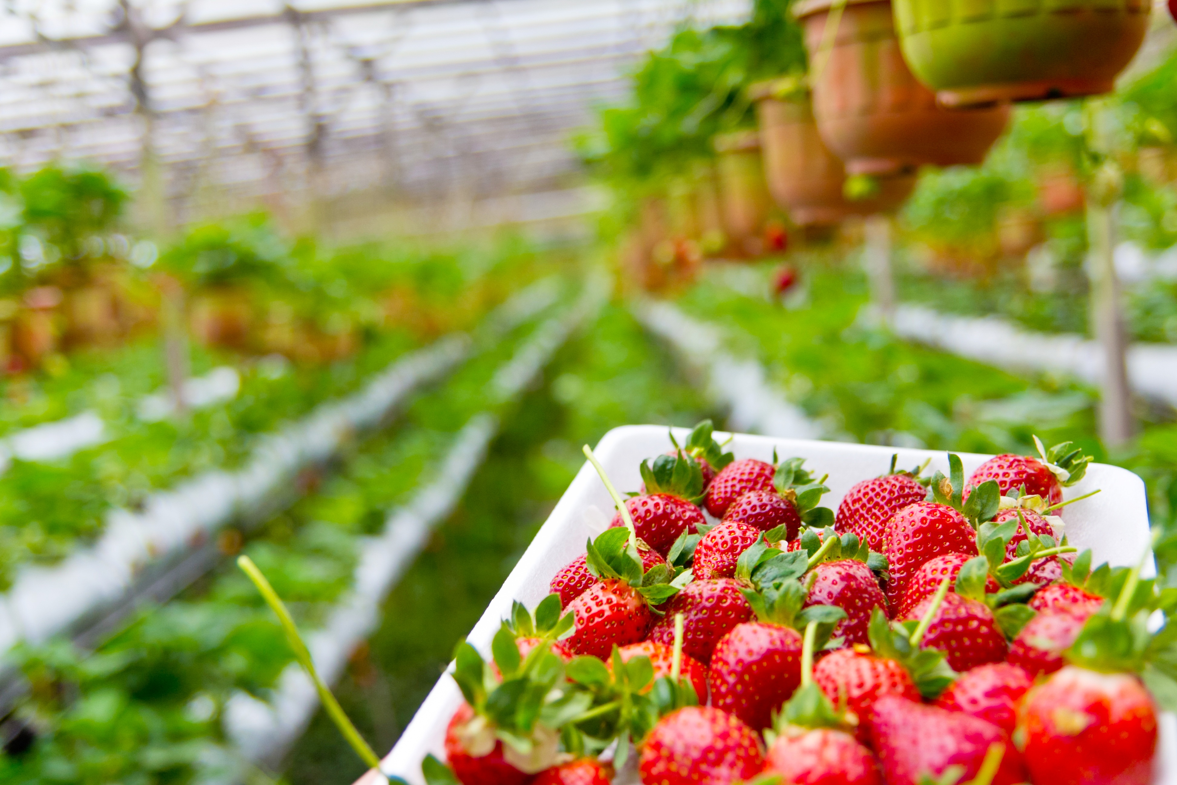 freshness, growing, focus on foreground, organic, fruit, healthy Eating, green color, berry Fruit, strawberry, gardening, greenhouse, food and drink, plant, HD Wallpaper