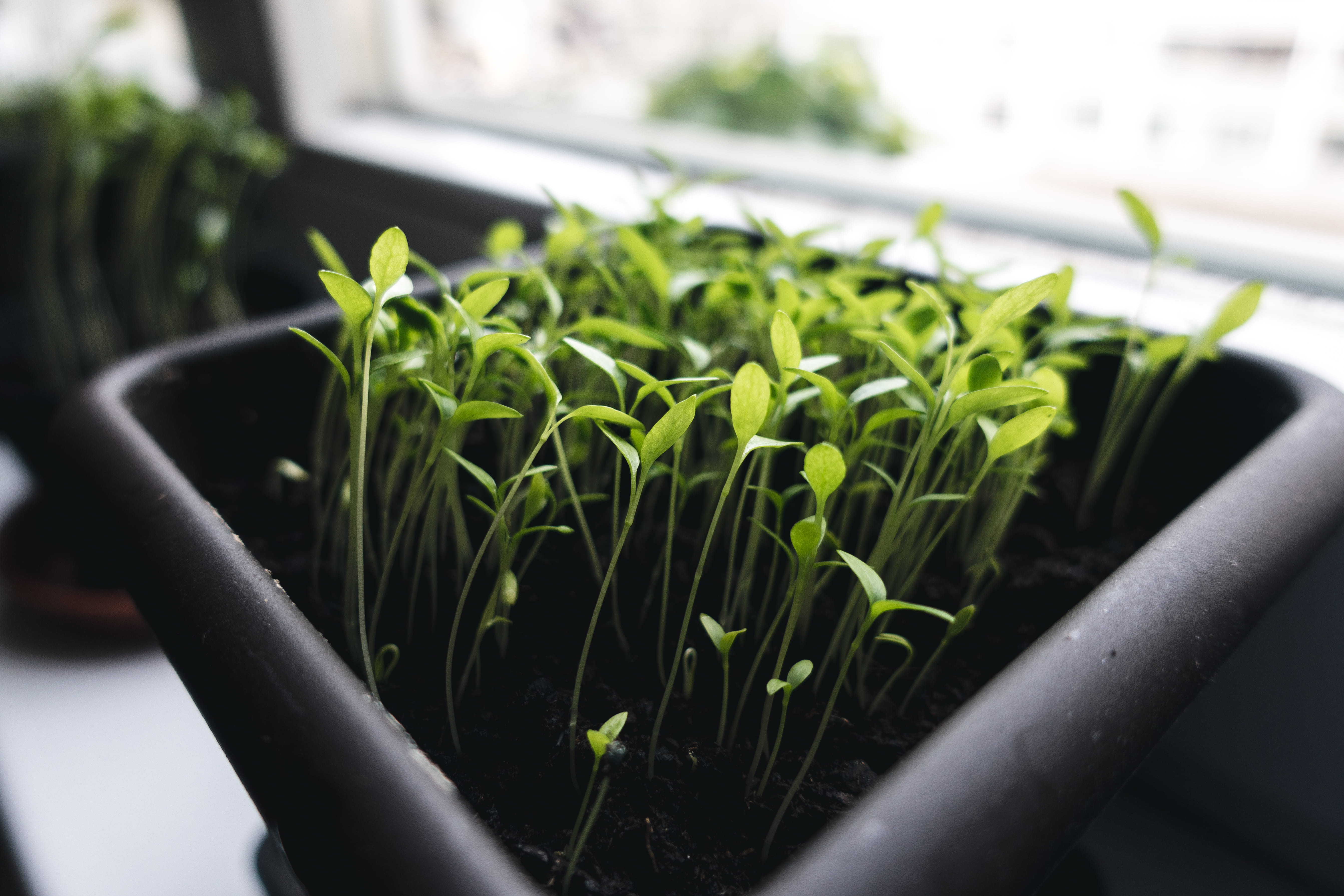 food, agriculture, new life, 5K, focus on foreground, growth, day, fragility, houseplant, vegetable, growing, dirt, flower Pot, nature, seedling, leaf, HD Wallpaper