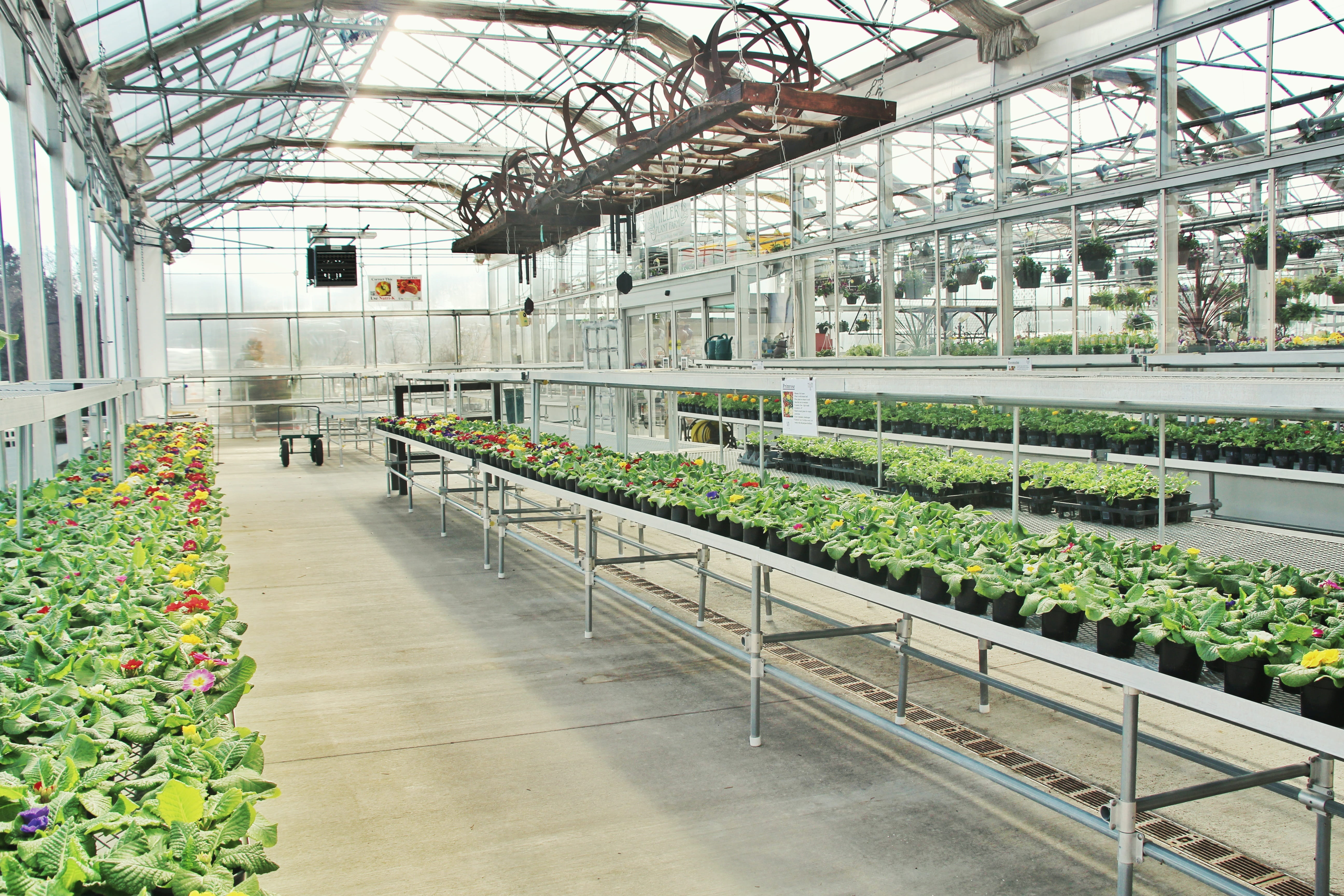 greenhouse, 5K, day, indoors, incidental people, conservatory, plant, flowering plant, abundance, large group of objects, nature, botany, ceiling, industry, HD Wallpaper