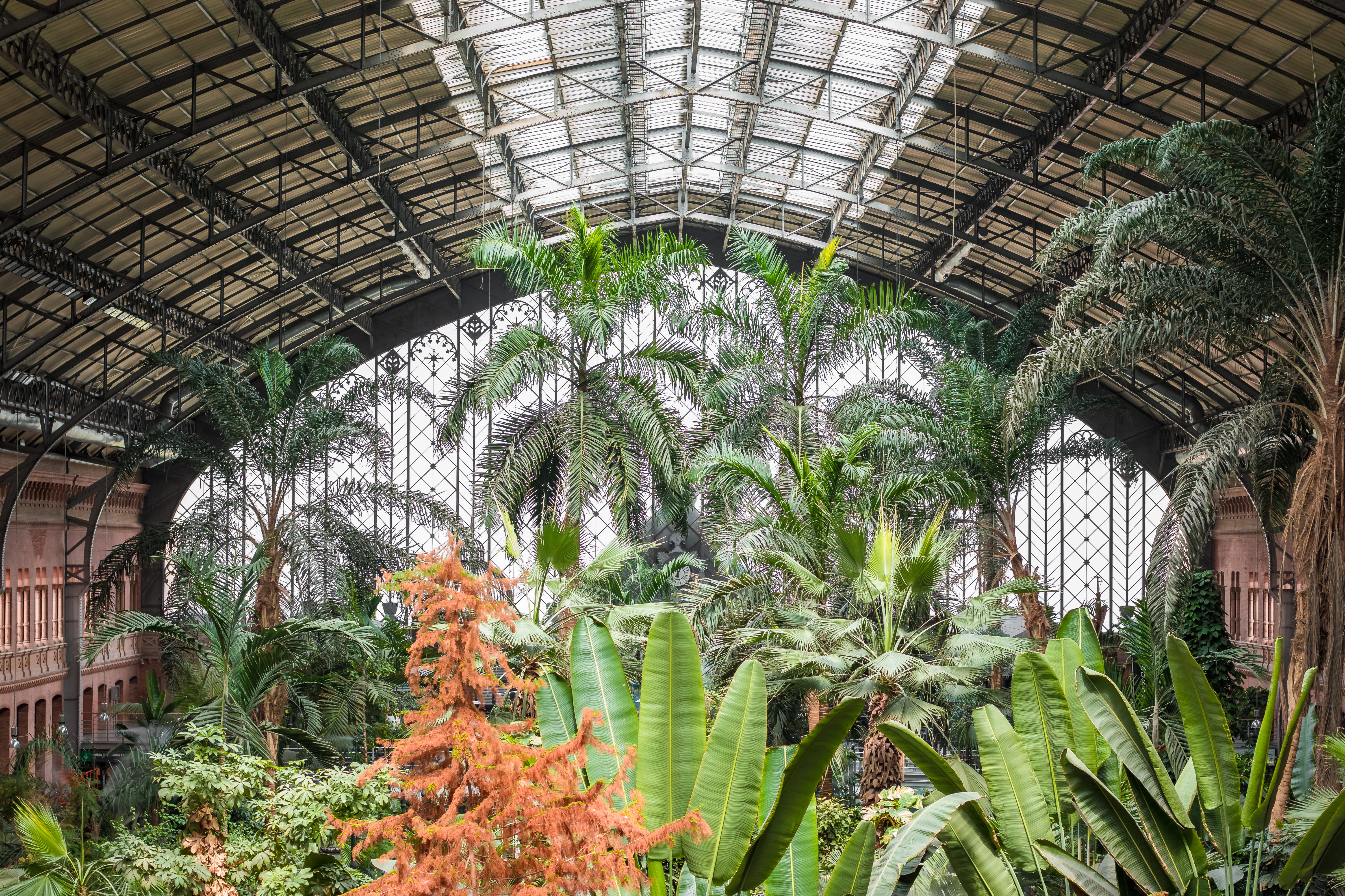 madrid, indoors, palm trees, beauty in nature, spain, abandoned, plant nursery, nature, ceiling, atocha, architecture, arch, tree, agriculture, no people, HD Wallpaper