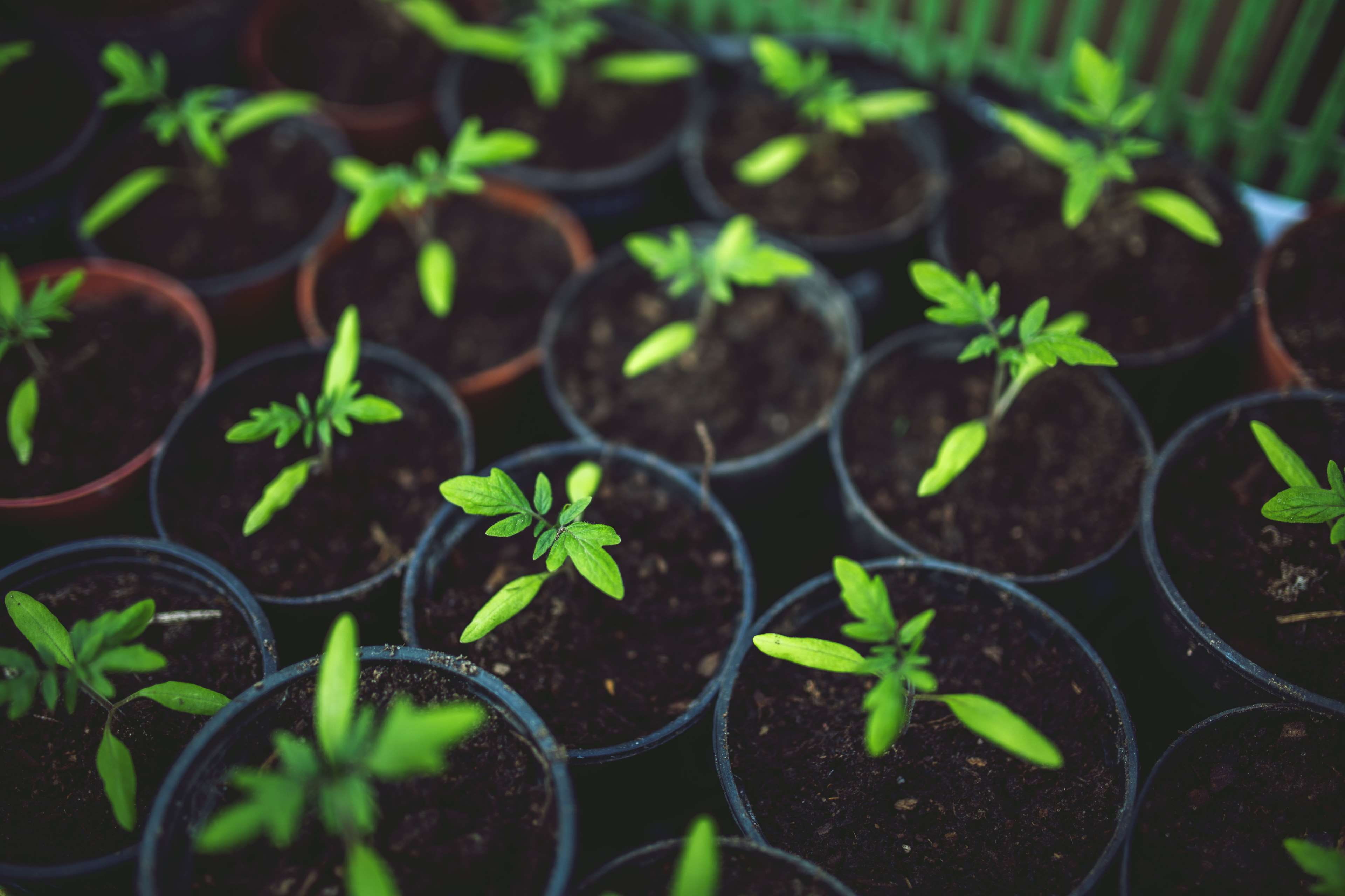 pot, fragility, tomato, green, root, agriculture, environment, garden, botany, outdoors, leaf, flower, fit, day, green color, greenhouse, seedling, dirt, HD Wallpaper
