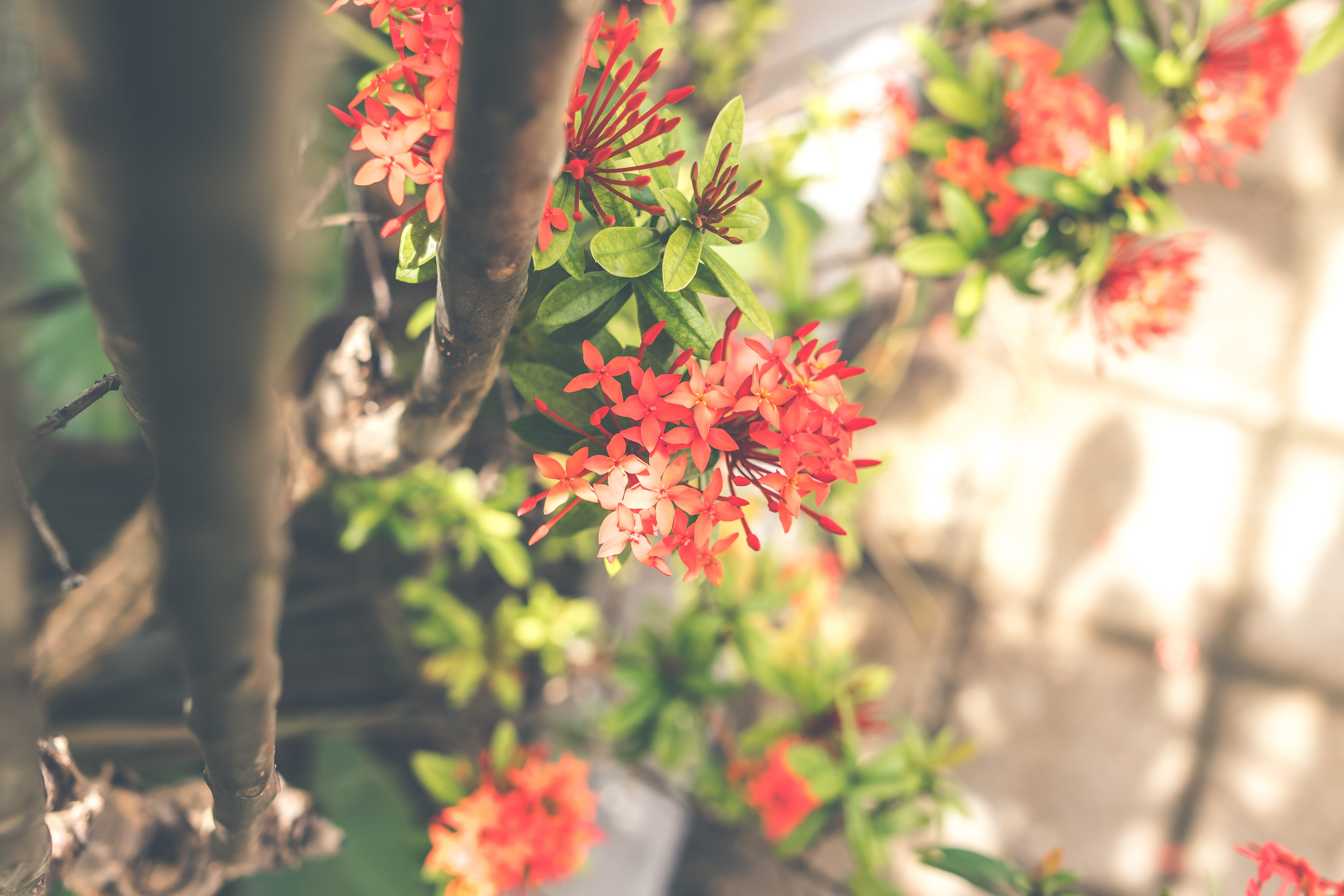 petal, santan, detail, outdoors, leaf, flowering plant, nature, green color, background, 5K, close-up, flower arrangement, indoor, beauty in nature, growth, HD Wallpaper