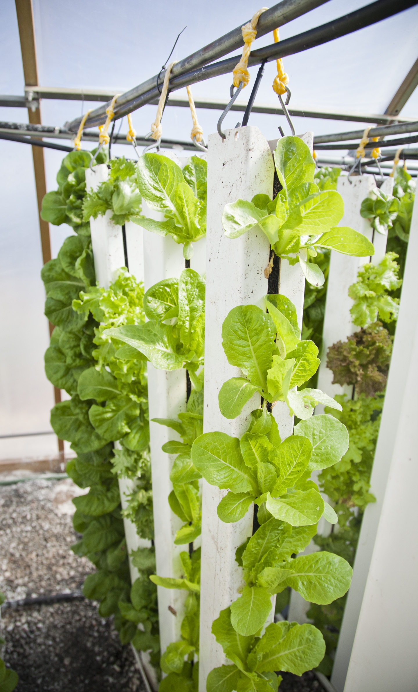 green, outdoors, growth, plant part, farming, nature, plant, no people, vertical farm, close-up, plants, leaf, 1080P, vegetable, greenhouse, food and drink, Phone HD Wallpaper