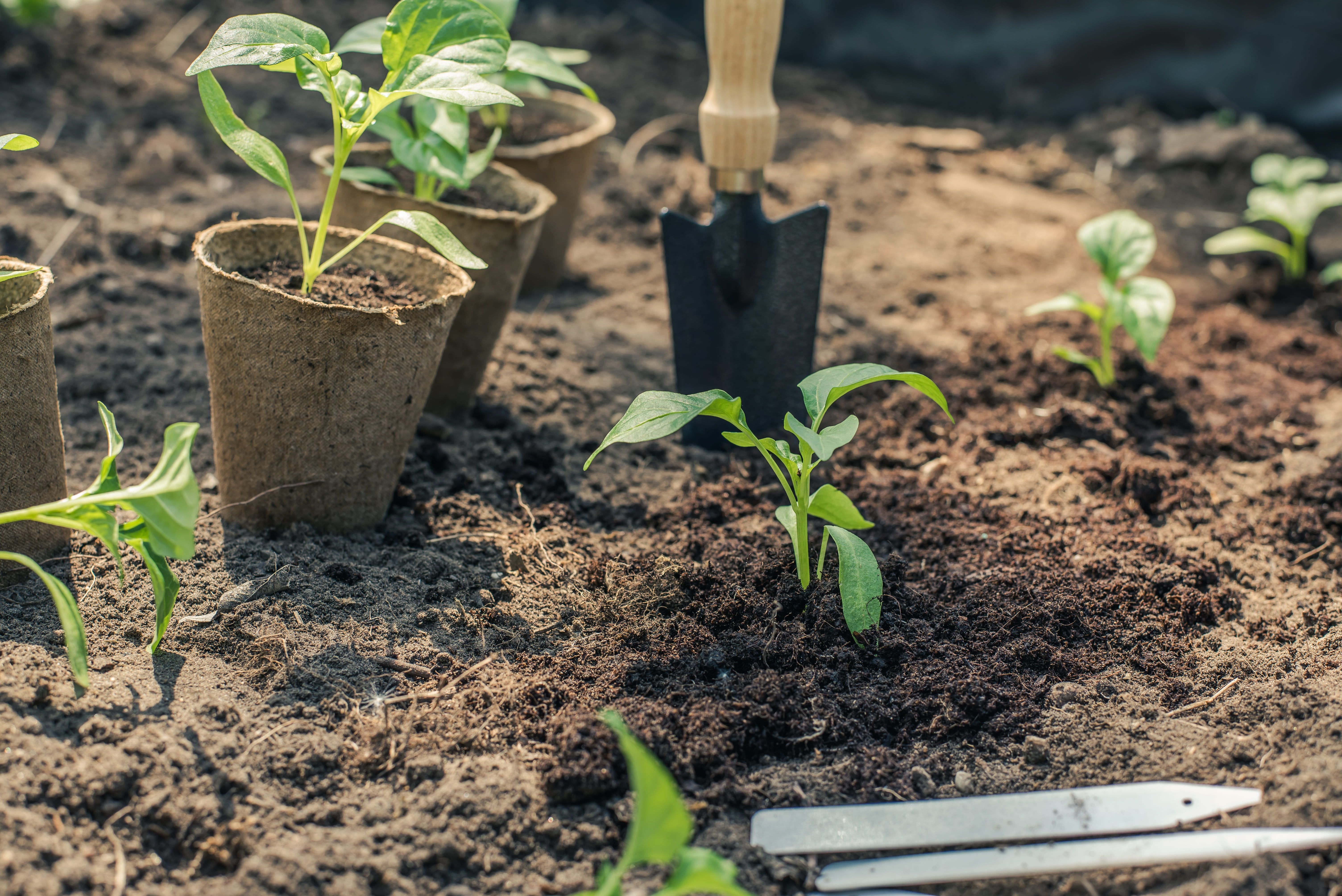 land, green, growth, spring, leaf, botany, outdoors, sapling, garden, selective focus, beauty in nature, dirt, new life, seedling, freshness, cultivation, HD Wallpaper