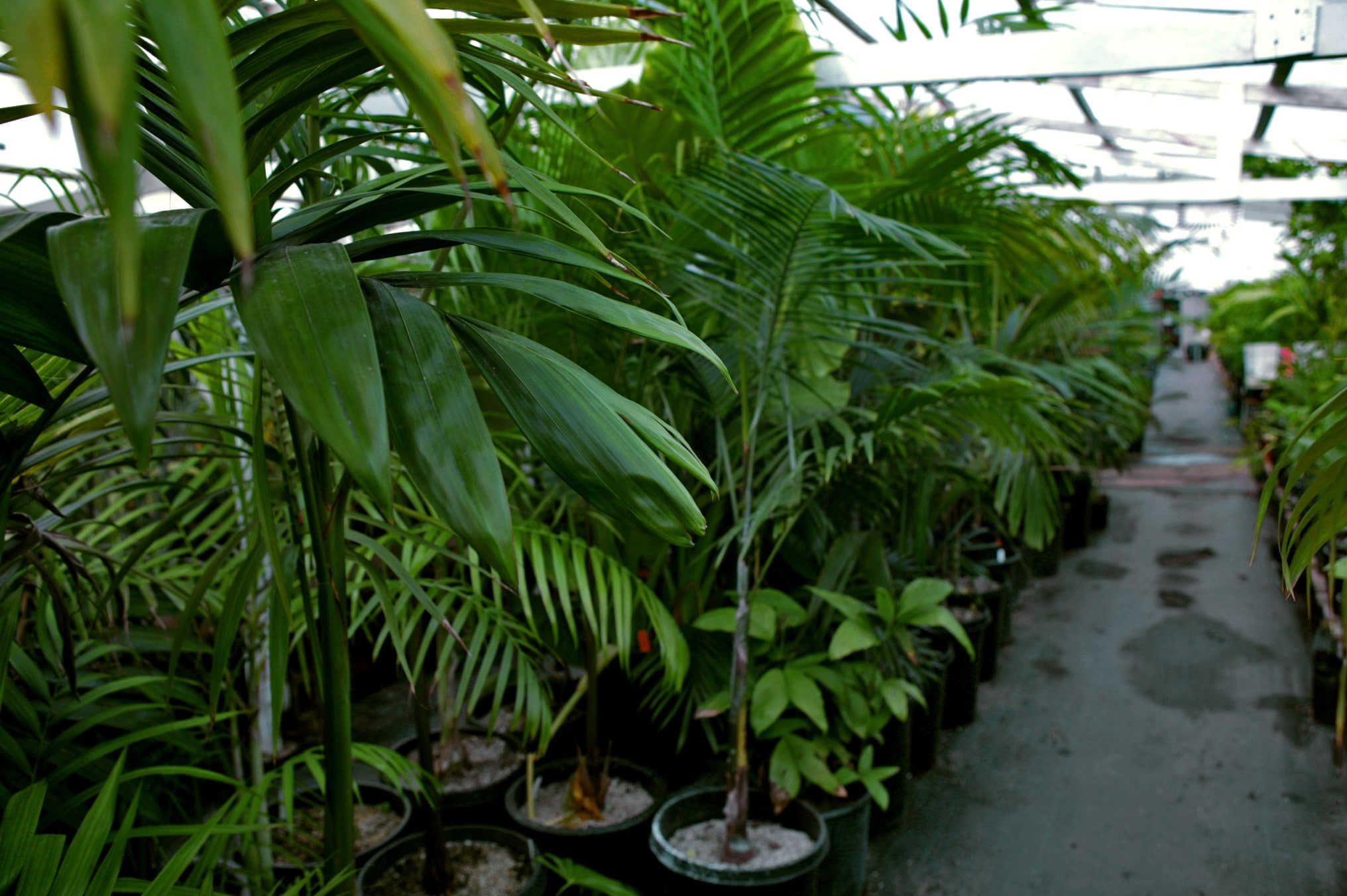 freshness, water, beauty in nature, 1080P, plant part, wet, greenhouse, growth, outdoors, footpath, palm tree screensavers backgrounds, plant, focus on foreground, HD Wallpaper