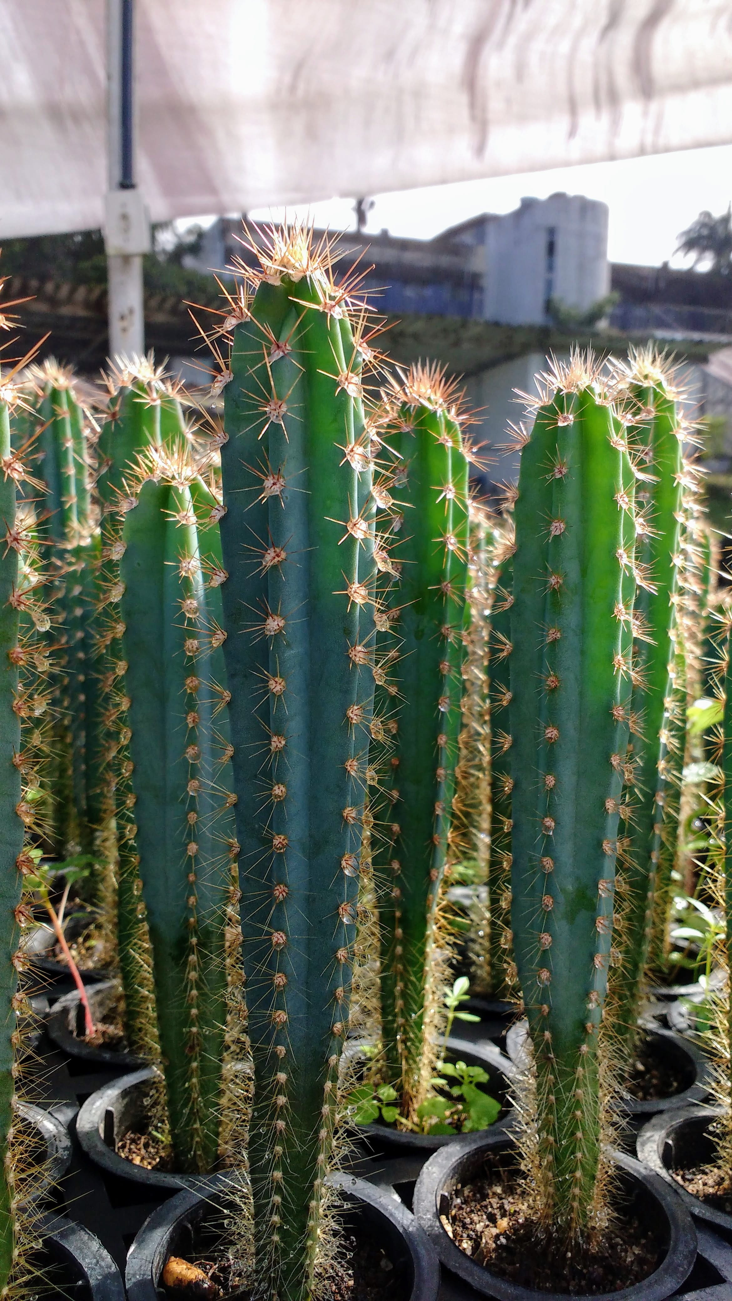 plant nursery, barrel cactus, focus on foreground, cacto, agronomia, no people, botany, outdoors, day, cactus, mandacarú, 4K, growth, water, plant, rural federal university of pernambuco, Phone HD Wallpaper