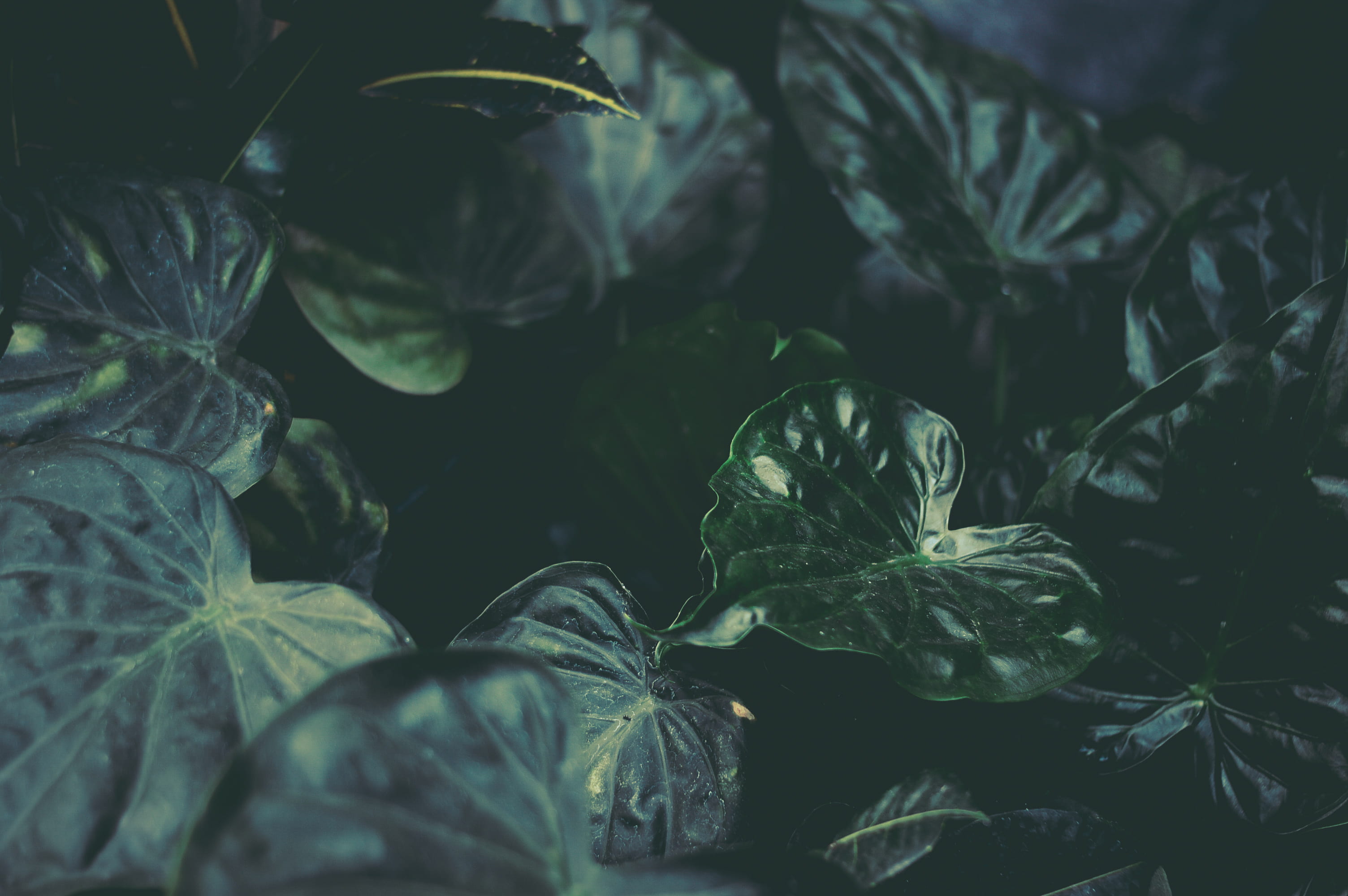 growth, nature, food, selective focus, shot, leaf, green house, shallow, photography, day, 2K, moody, green leafe, close-up, herb, freshness, botanic, HD Wallpaper
