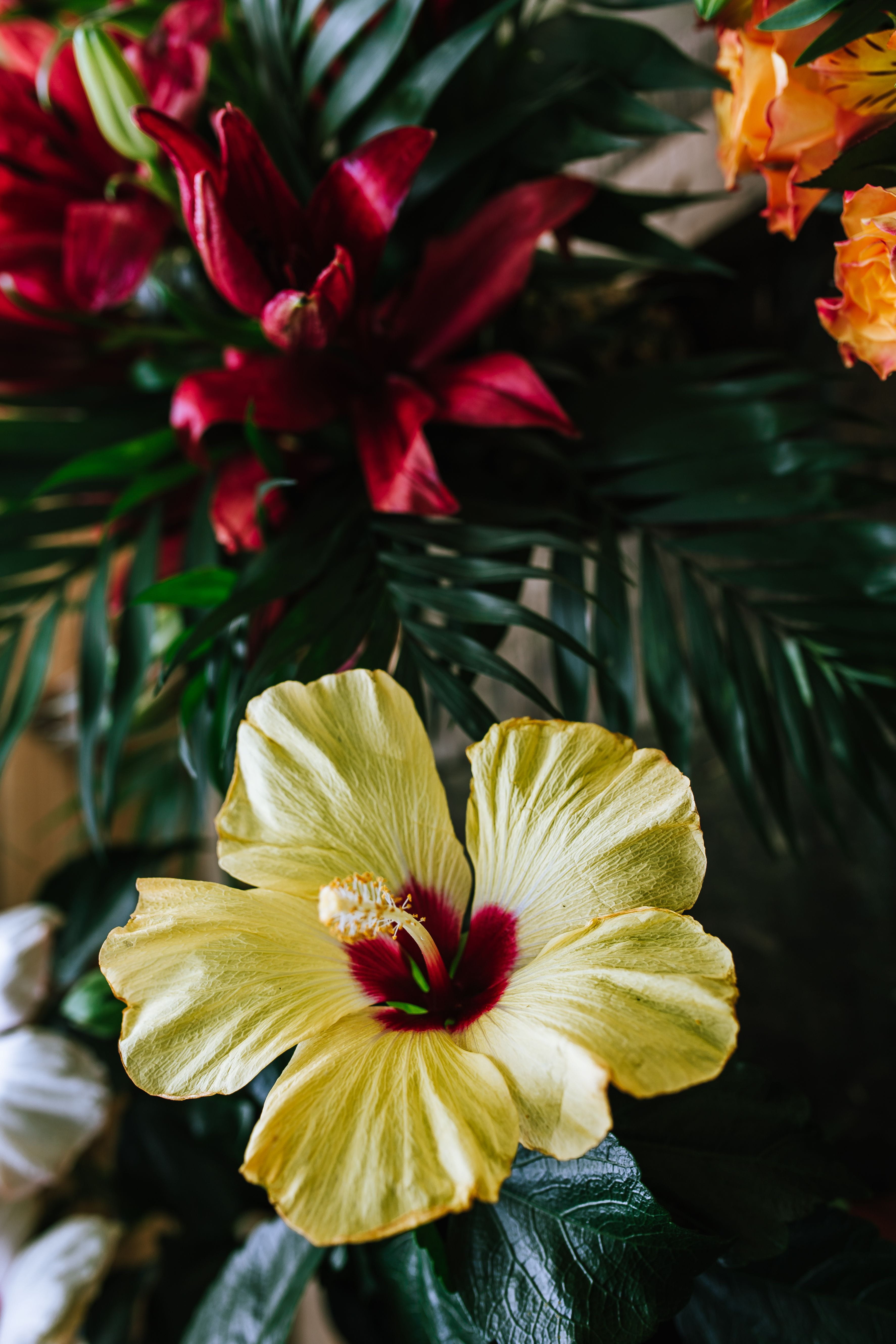 botany, outdoors, yellow, nature, flower, focus on foreground, petal, tropical, leaf, Greenery, beauty In Nature, flora, close-up, flowering plant, blossom, Phone HD Wallpaper