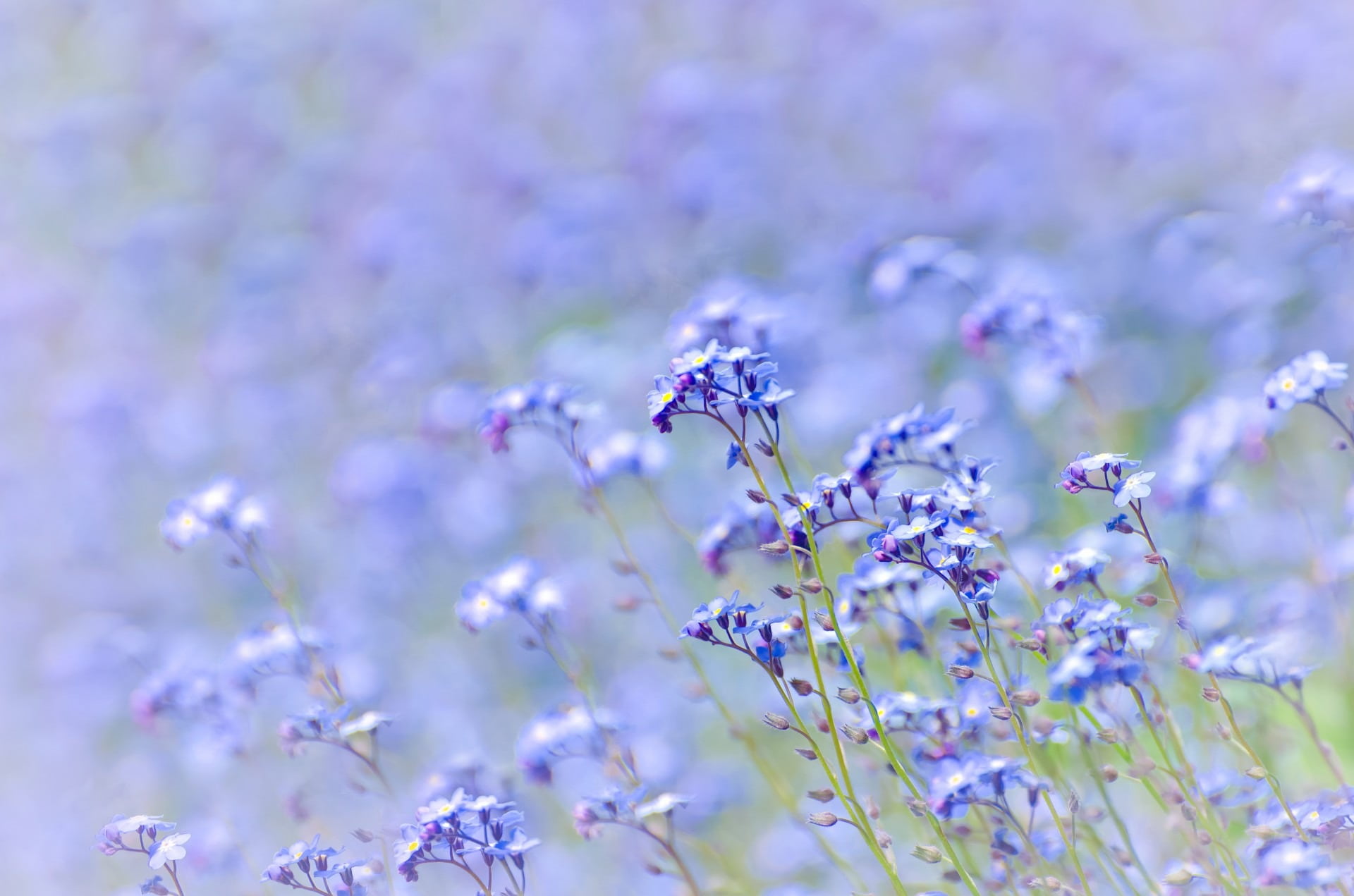 flowers, flower, meadow, vulnerability, herbs, spring, animal, animal themes, soft, gardening, light, nature, natural, concept, small, easter, softness, HD Wallpaper