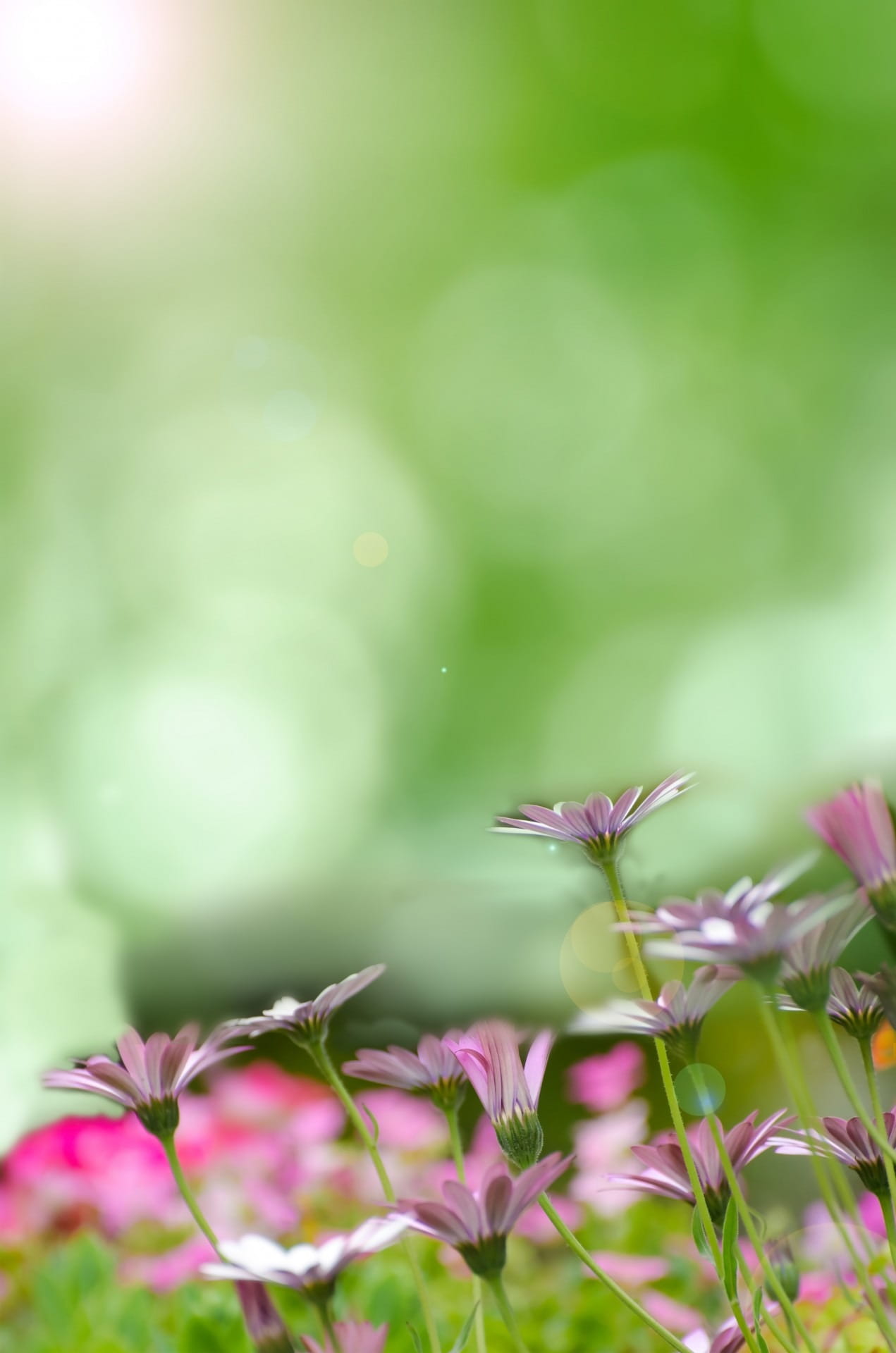 flower head, close-up, sunny, vulnerability, light, day, daisy, gardening, one animal, herbs, foliage, insect, fragility, summer, park, flower, flowering plant, Phone HD Wallpaper