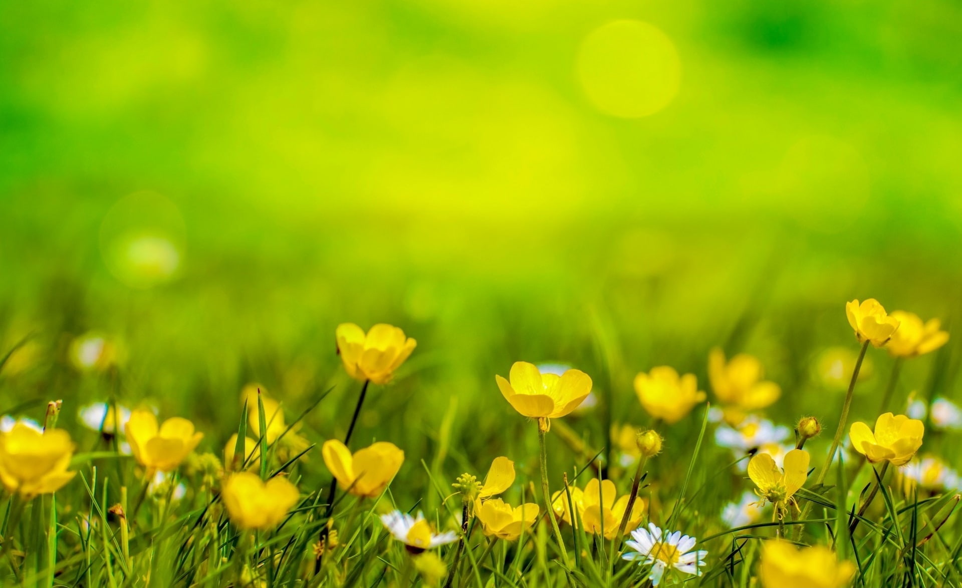 flowering plant, outdoors, freshness, Flower, happy, Concept, Leaf, Colorful, Natural, defocus, nature, gardening, green color, no people, Yellow, plant, HD Wallpaper
