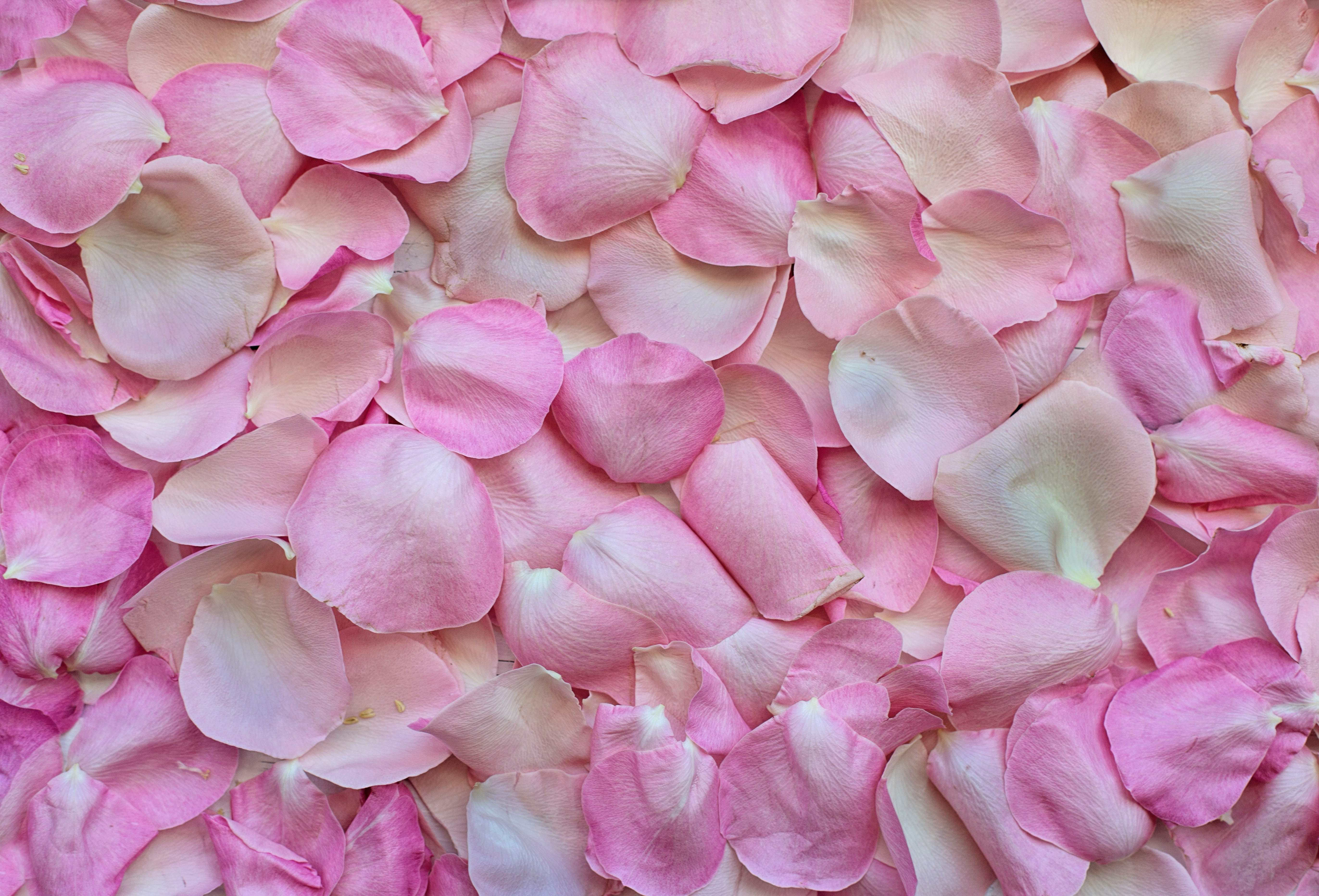 valentines day, fragility, 5K, flower, petals, romance, abundance, backgrounds, no people, plant, close-up, color, vulnerability, petal, full frame, large group of objects, HD Wallpaper