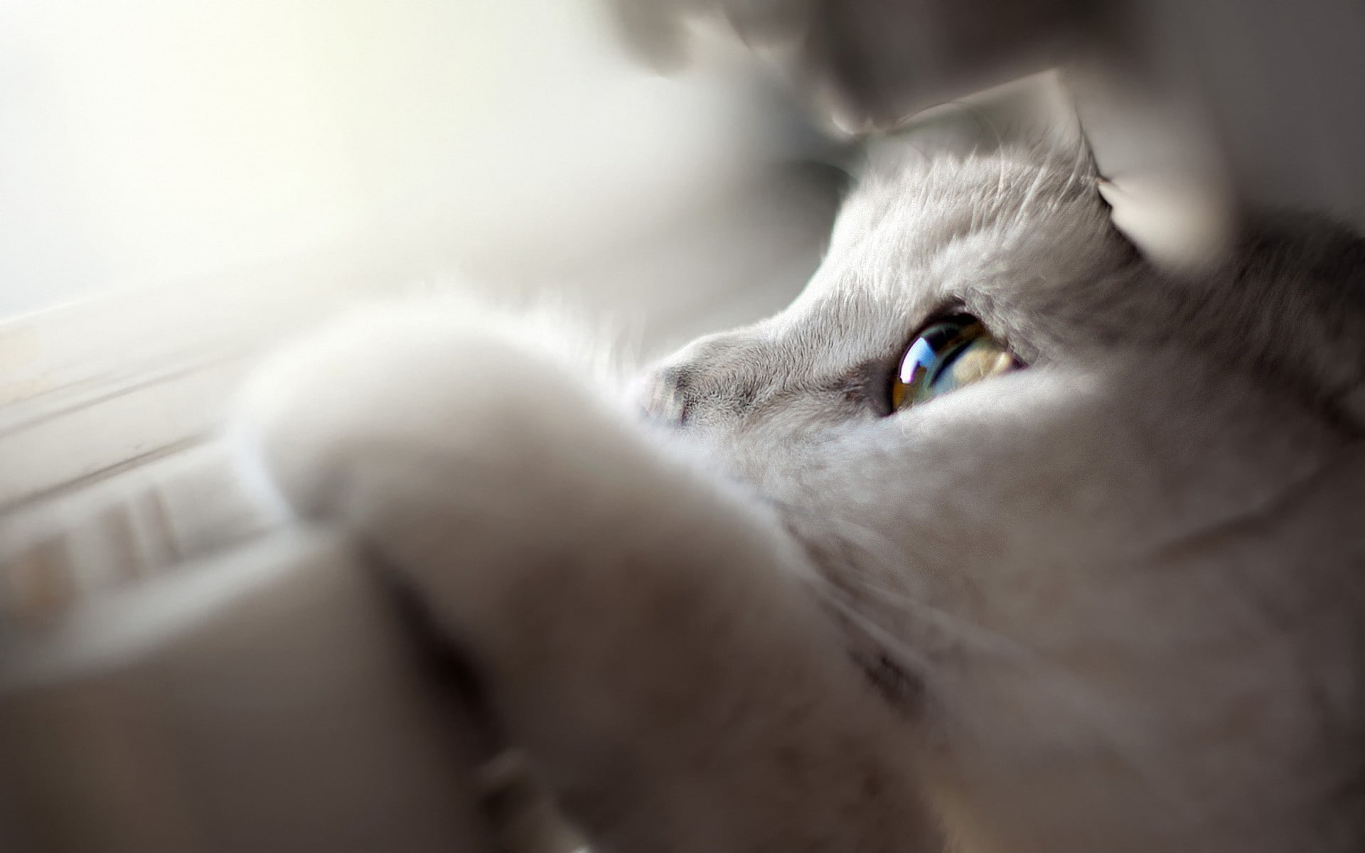 people, relaxation, domestic animals, closeup, animal body part, animals, cat, indoors, mammal, eye, close-up, selective focus, domestic, pets, portrait, HD Wallpaper